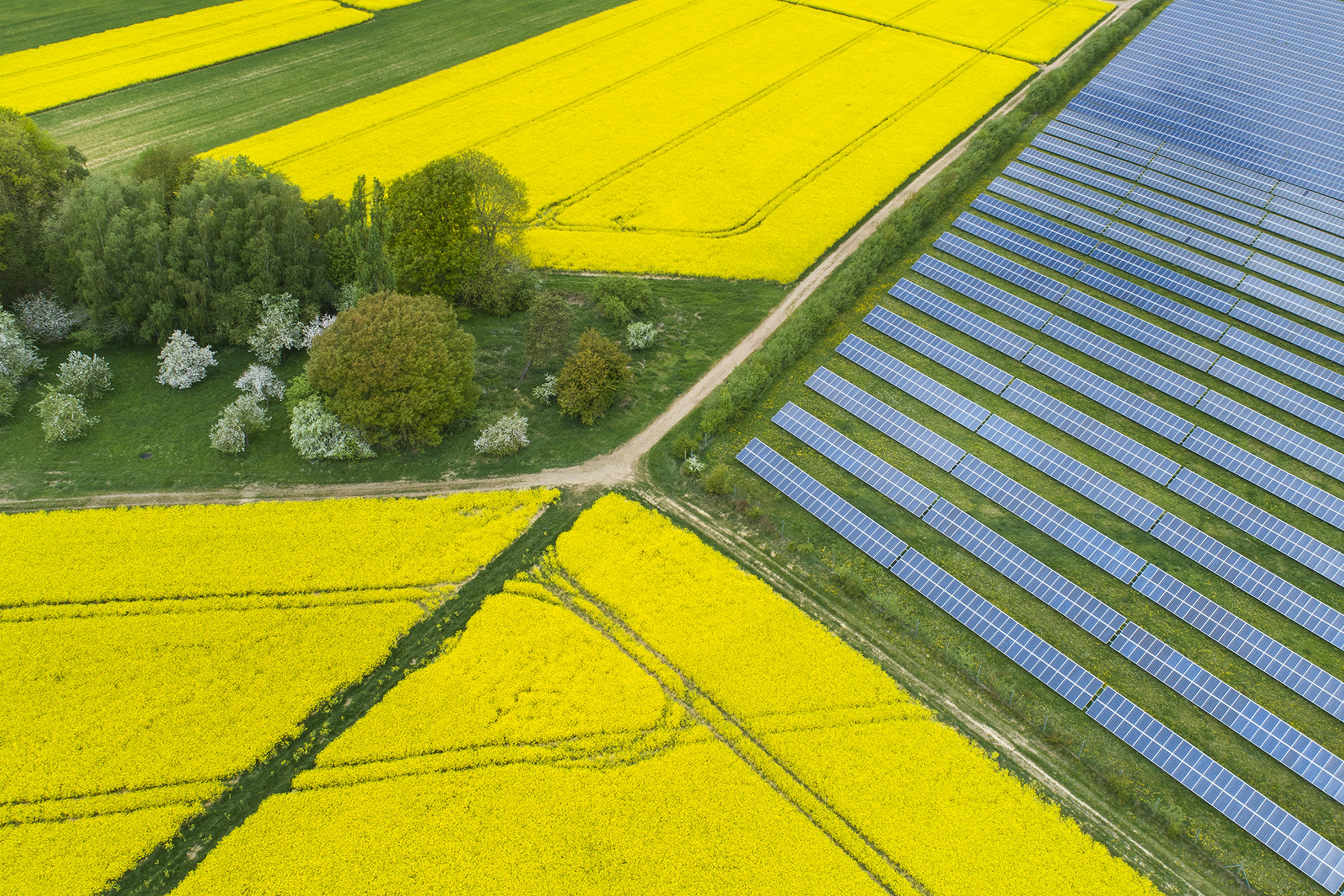 Aerial view of solar panels in a field next to another field filled with vibrant yellow plants.