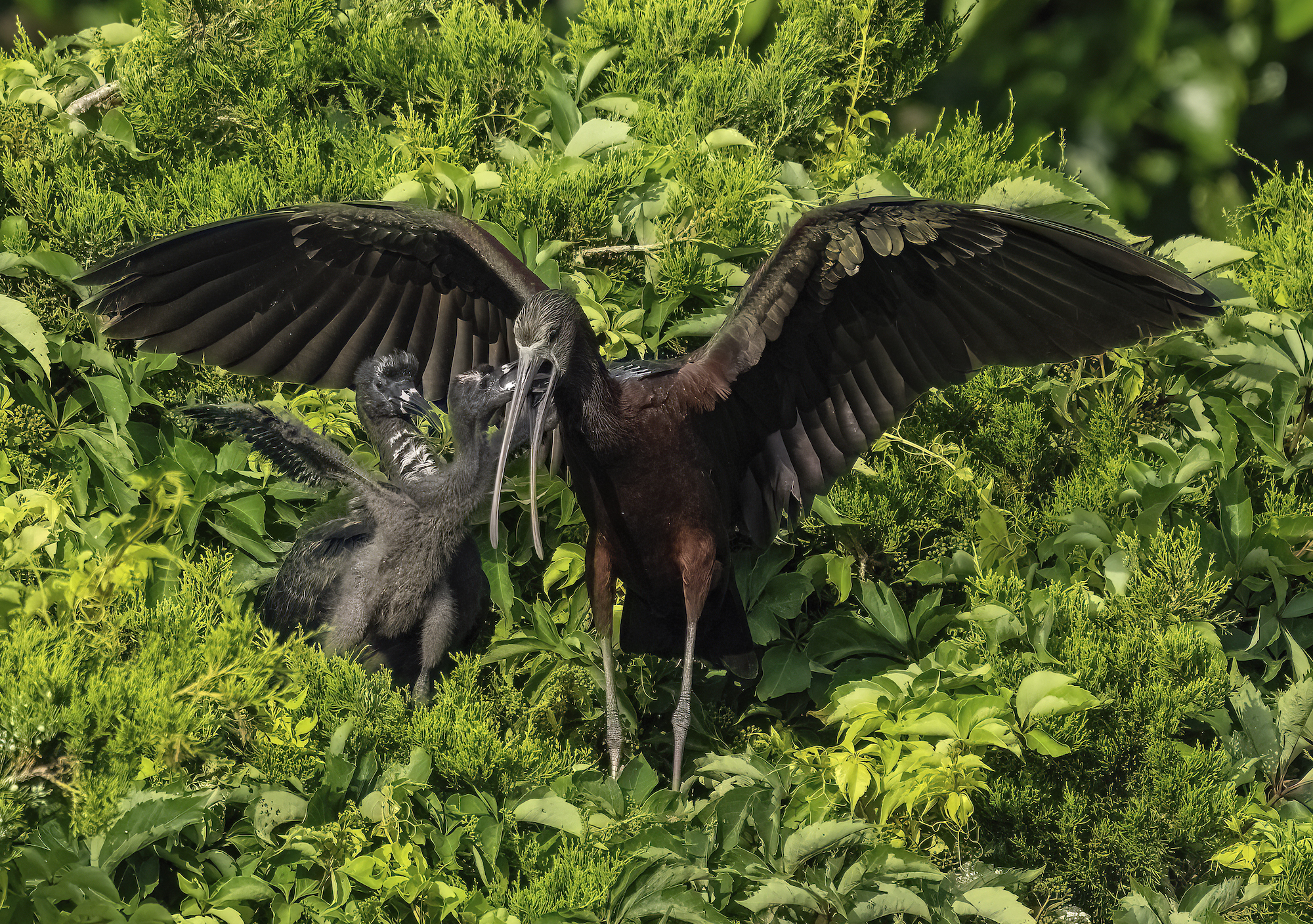 A large black bird outstretches its wings on a grassy patch as it feeds its offspring.