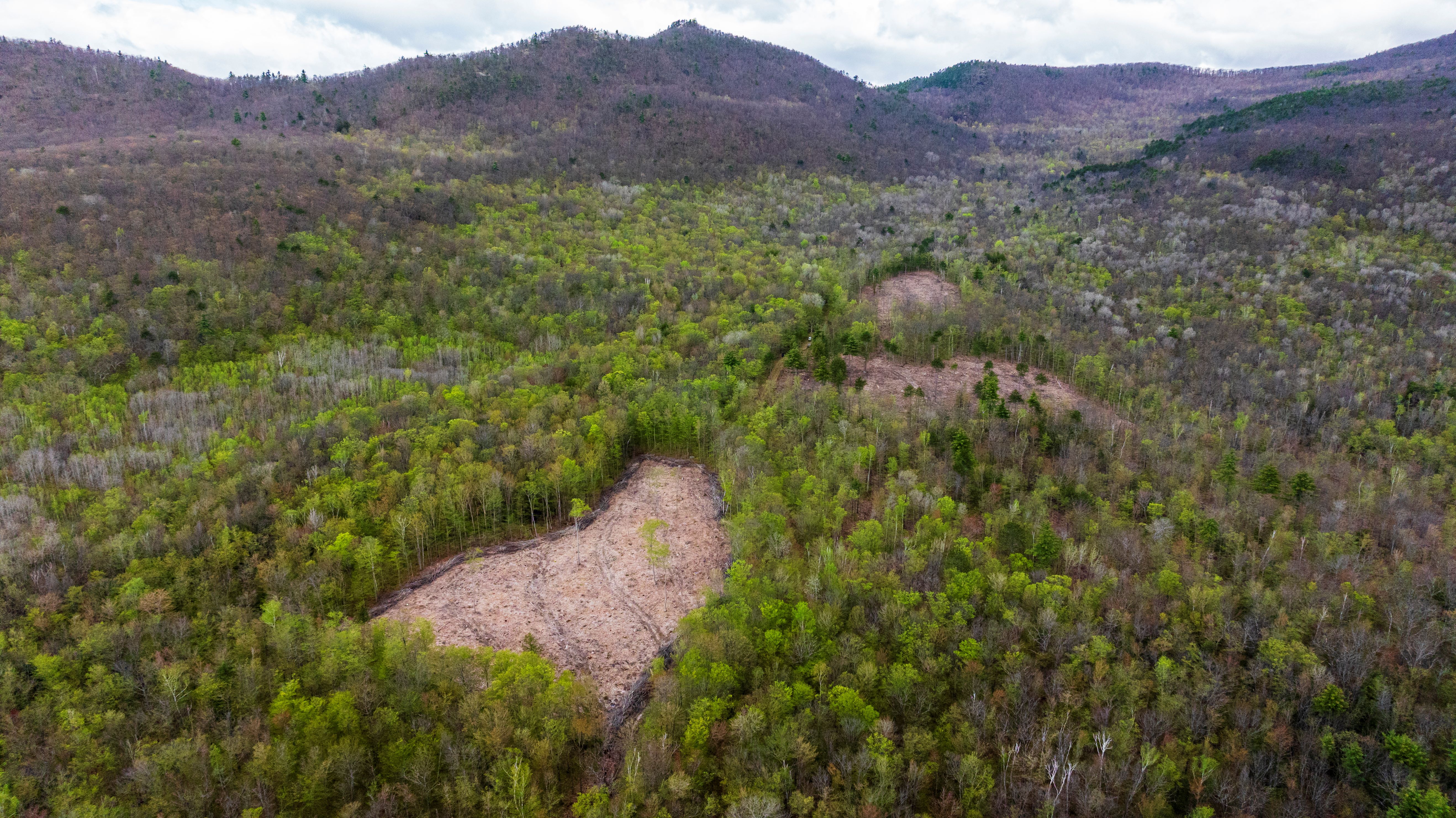 An aerial view of a forest with mountains in the background. An area of the forest has been thinned to help the habitat.