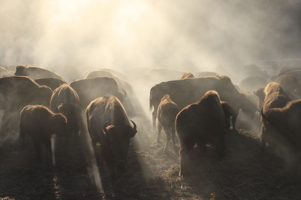 Small bison herd in a haze.