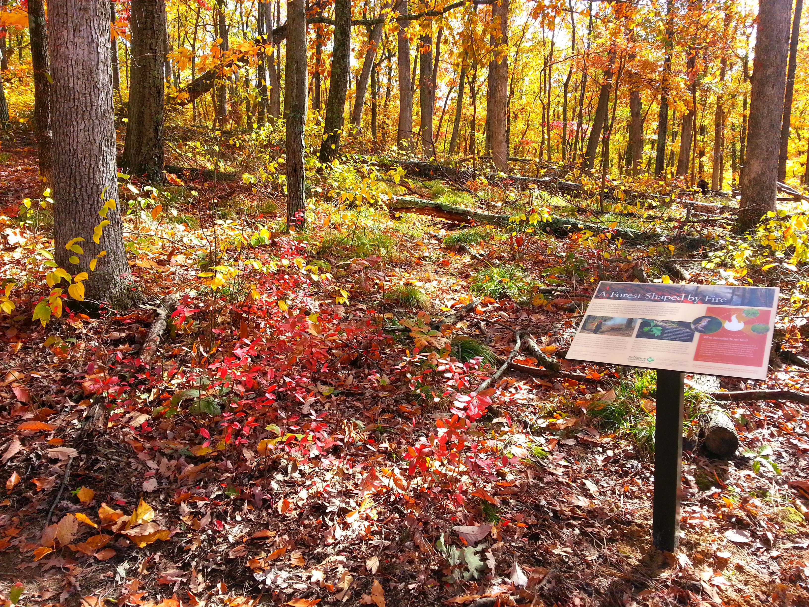 Preserve sign in colorful forest in autumn.