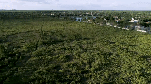Aerial footage of a stand of natural area brushing up against a Florida neighborhood.