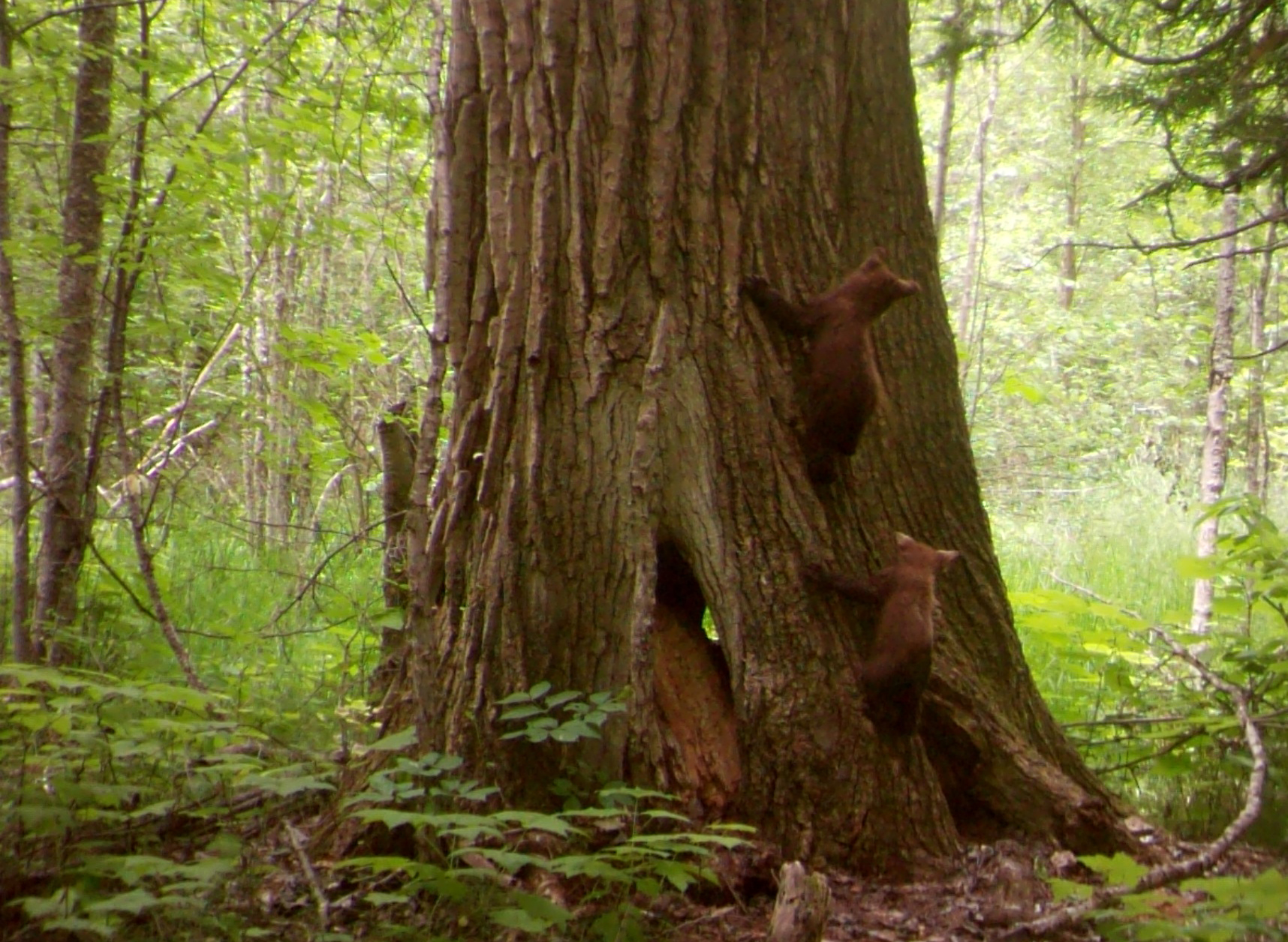 Two bear cubs climbing a large tree in the forest. 