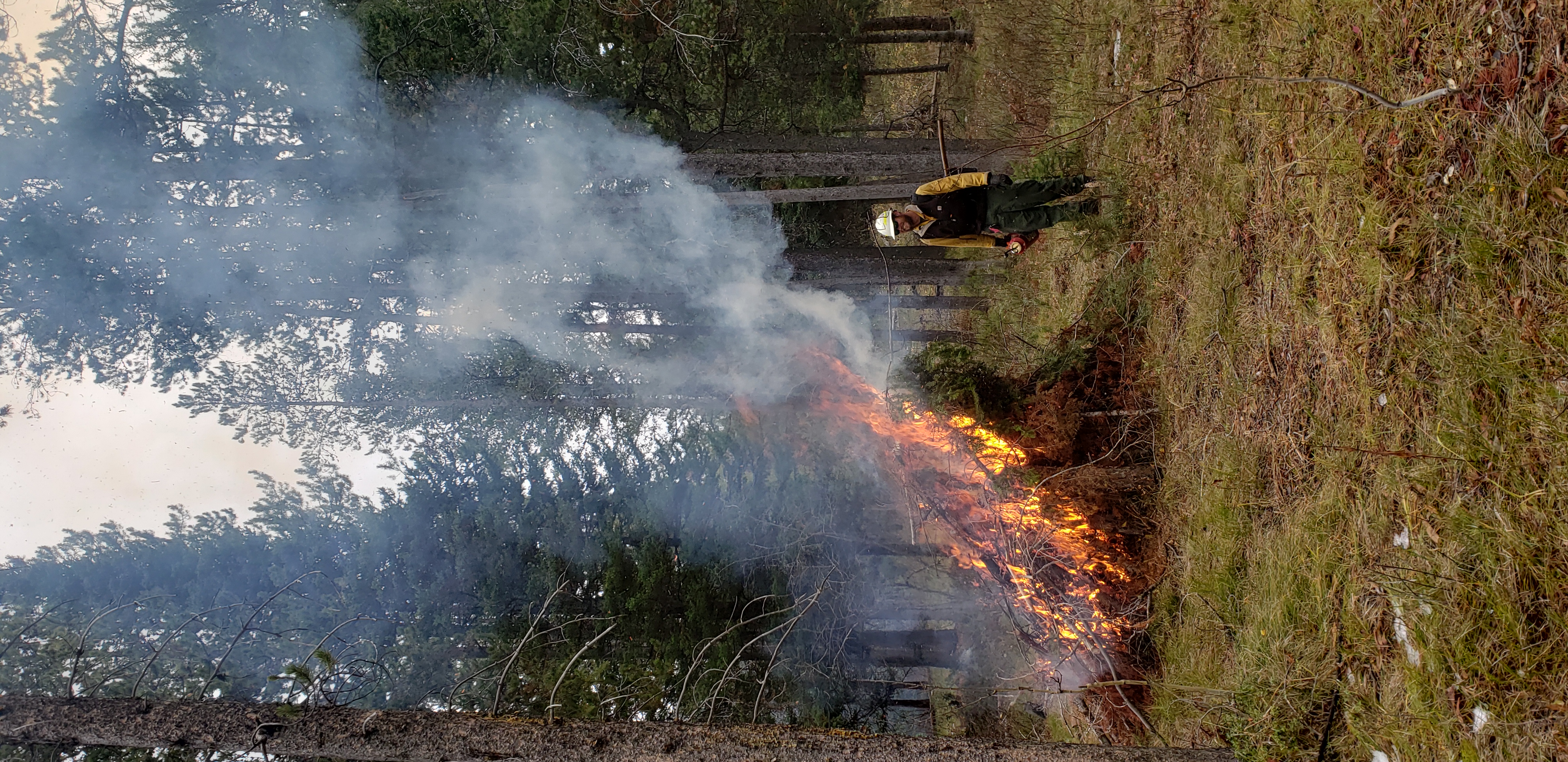 A person watches a pile of tree limbs burn in a forest.