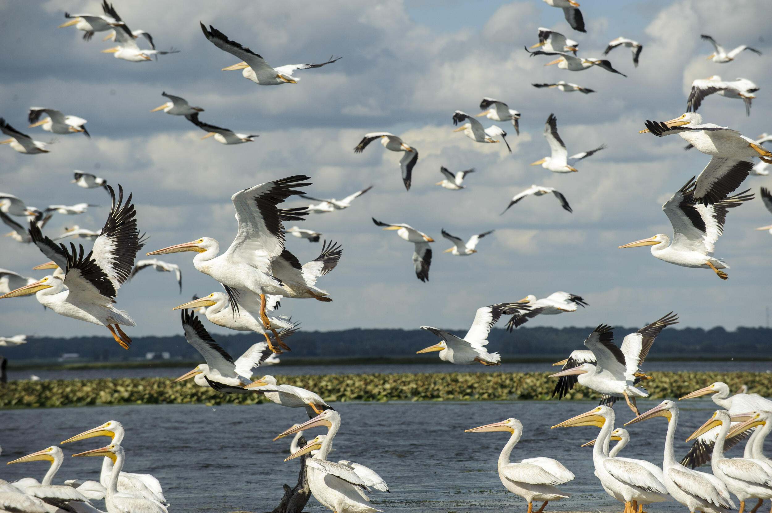 A flock of pelicans taking flight at Emiquon.