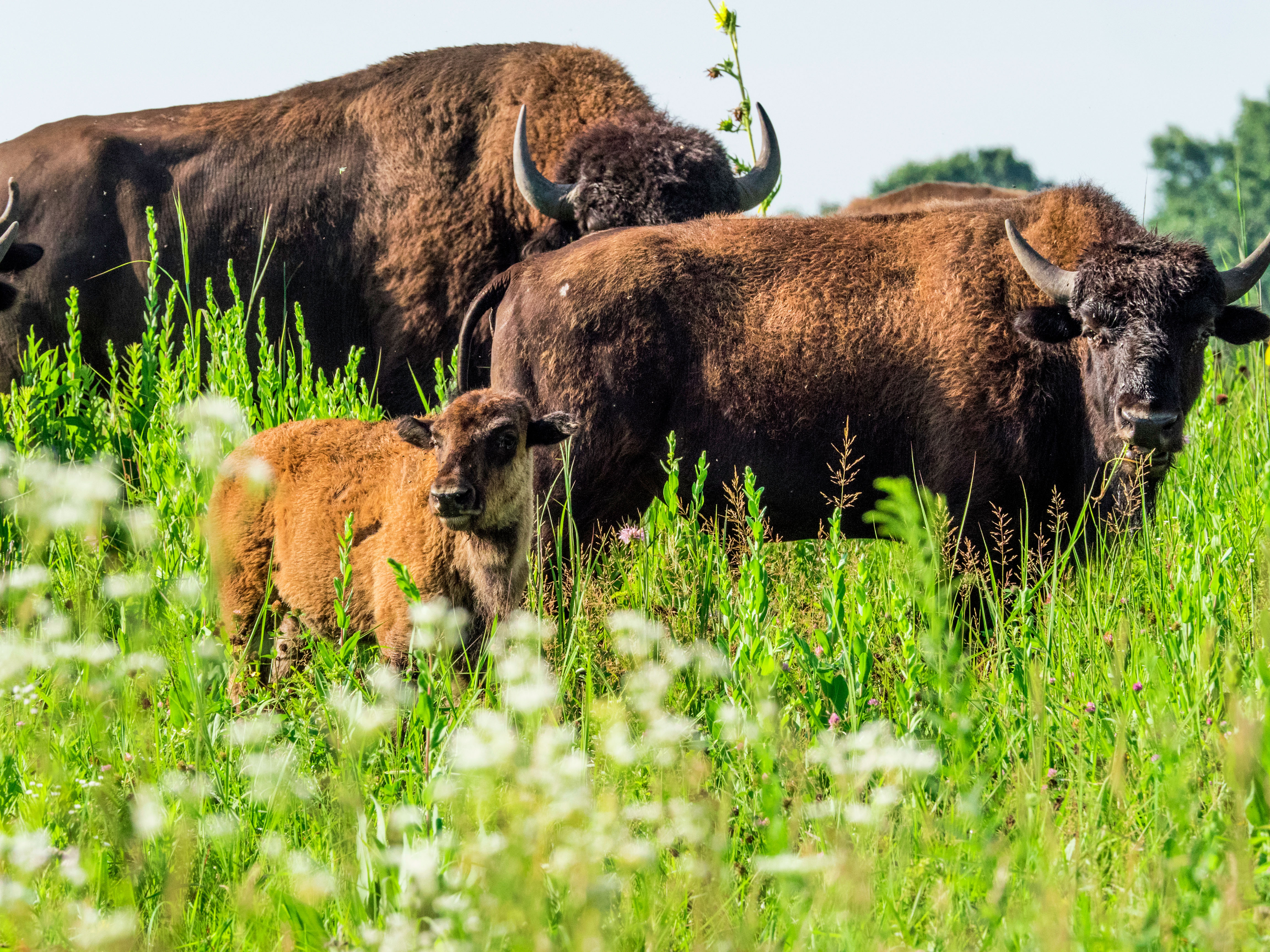Three bison in a prairie.