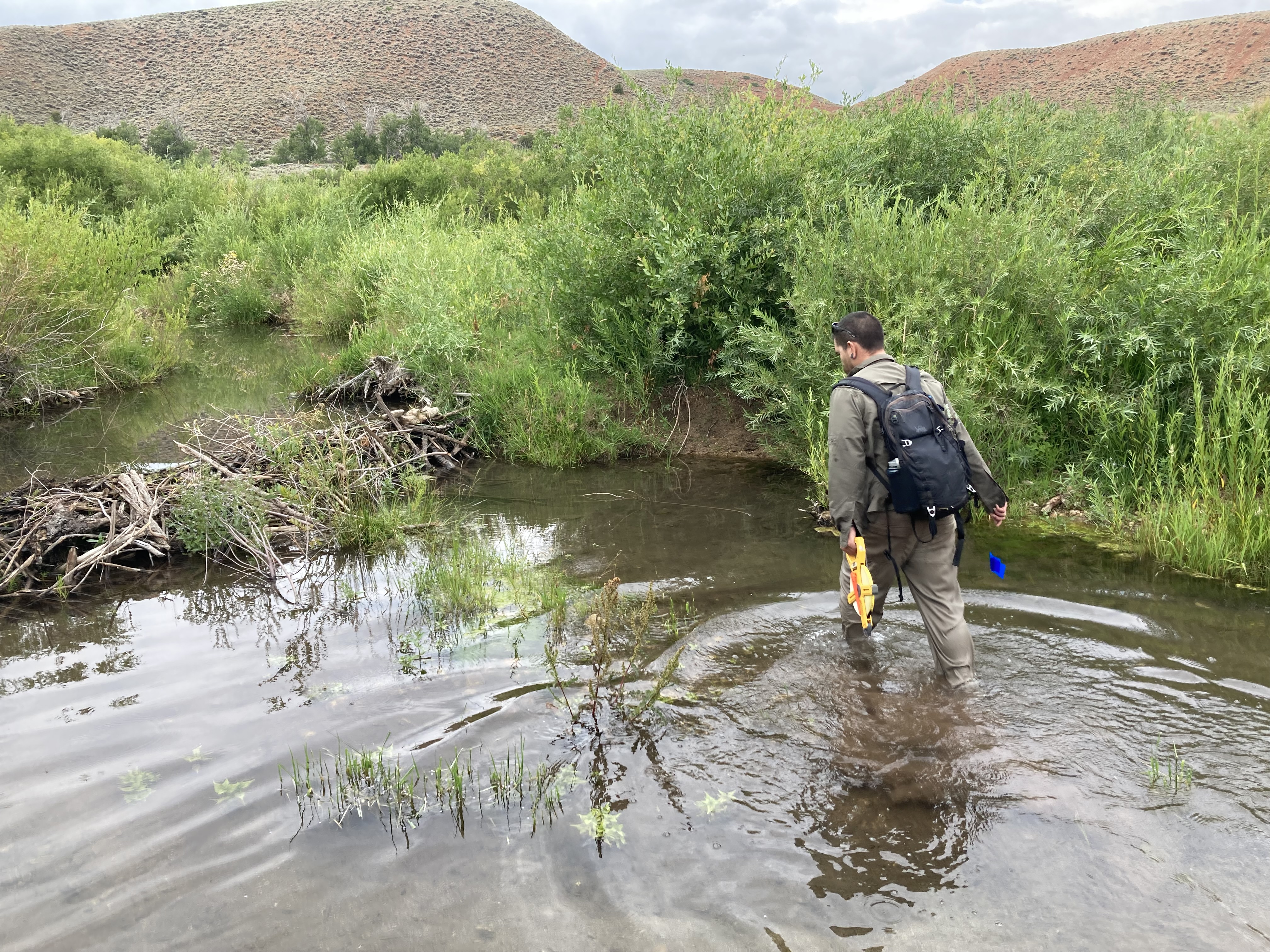 Person walking in water near a grassy bank.