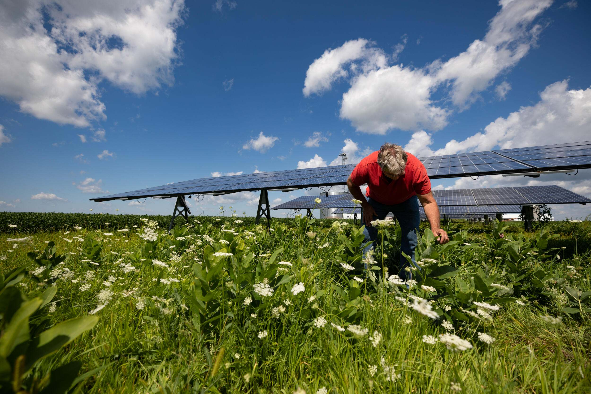 Solar panels are situated behind a person kneeling down to look at wildflowers.