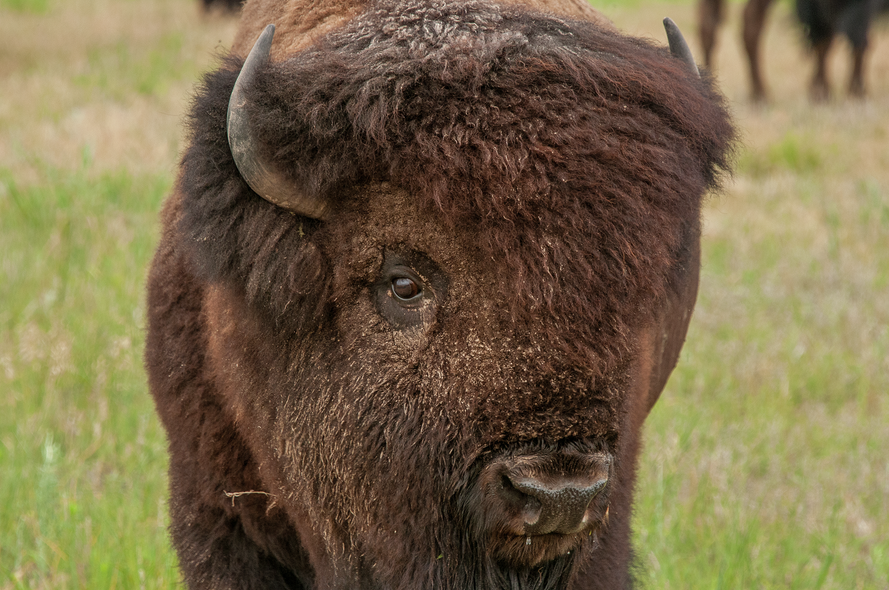 Bison on the prairie.