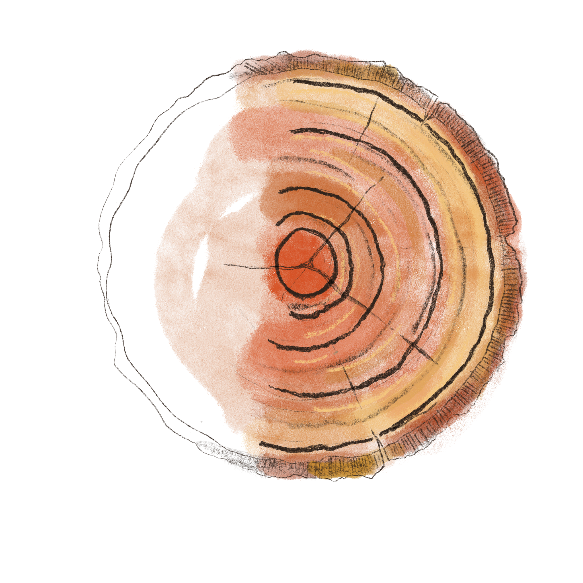 Drawing of tree rings.