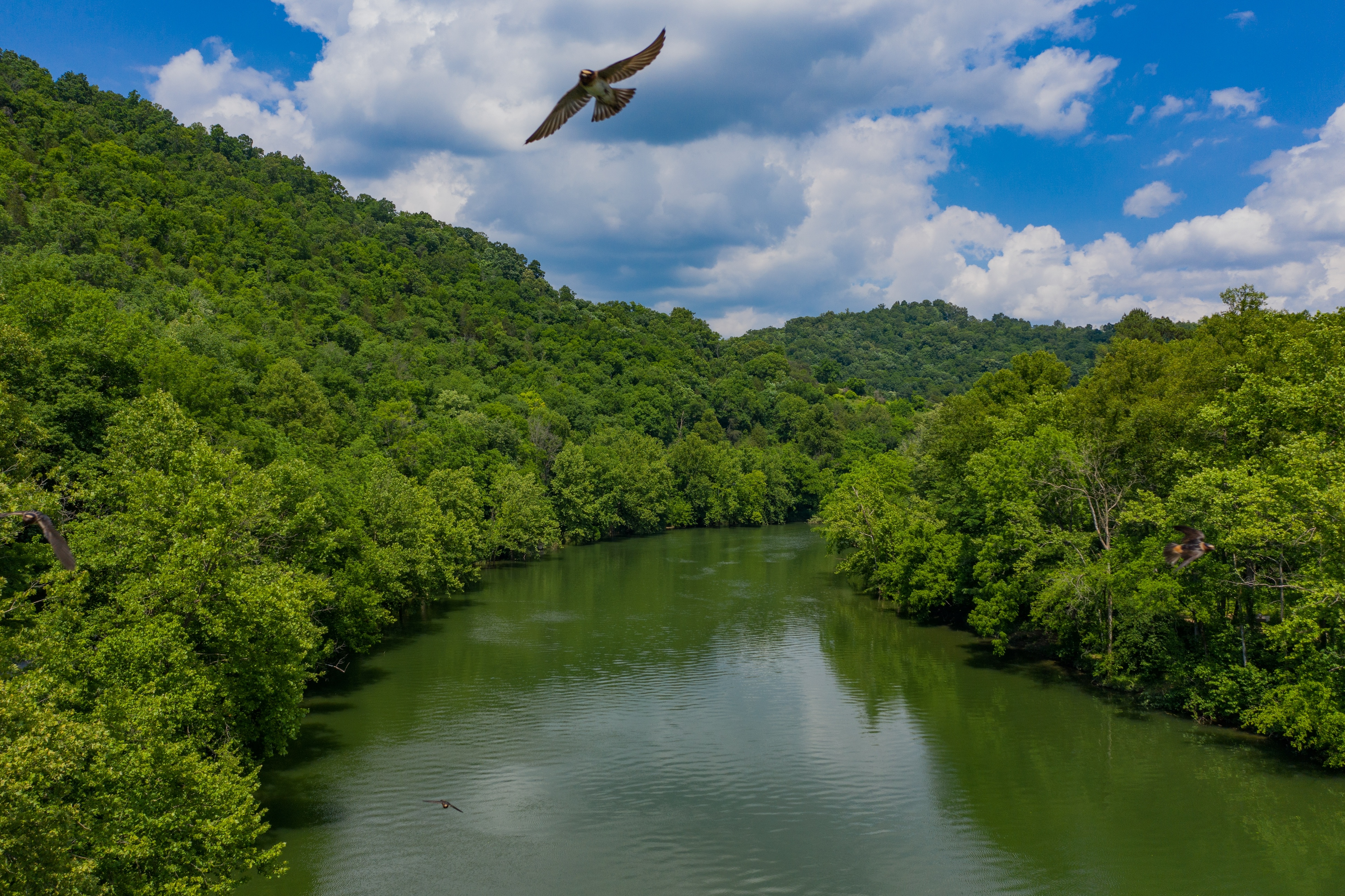 A bird flies above a forested river.