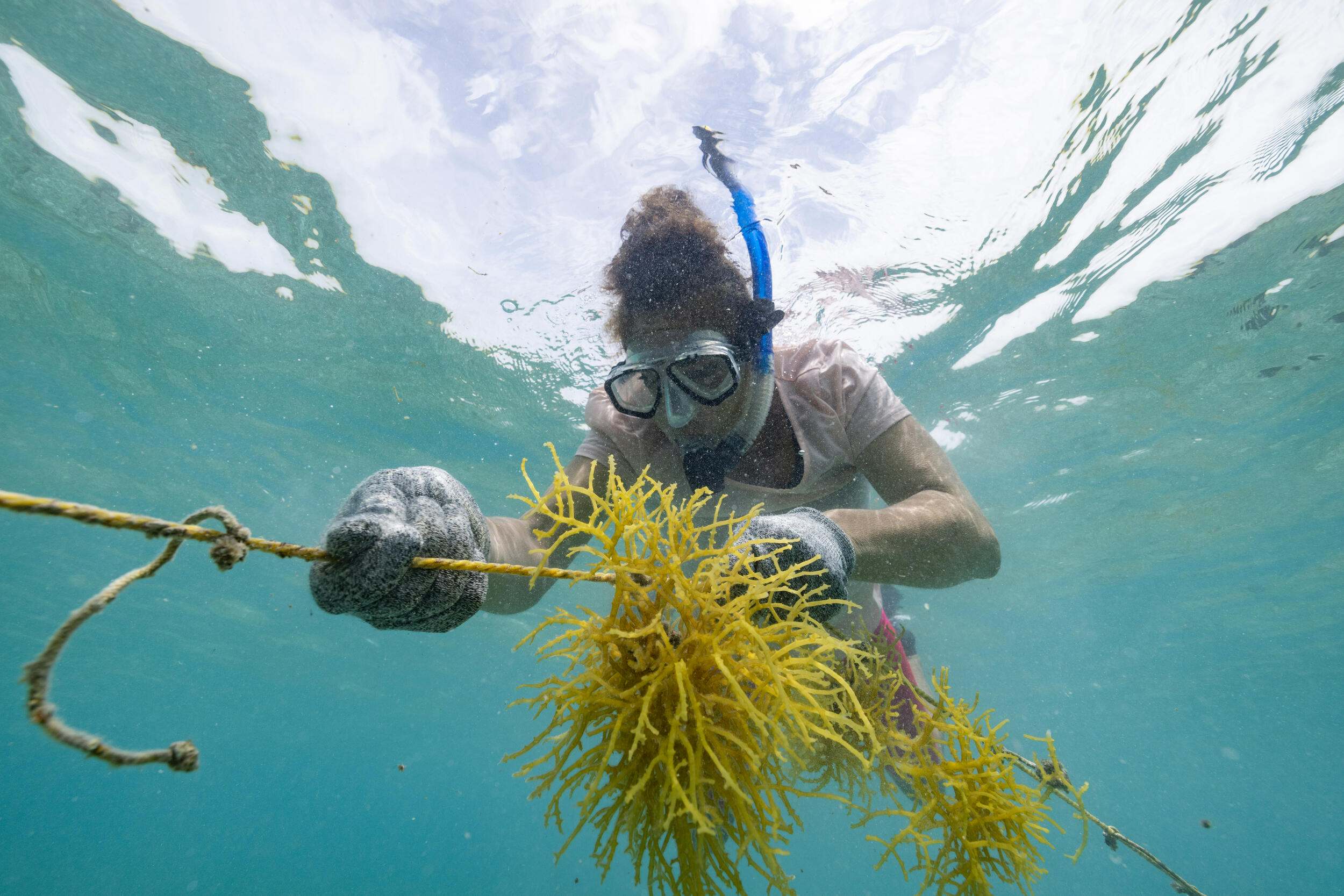 Underwater view of snorkeling woman tending seaweed. 