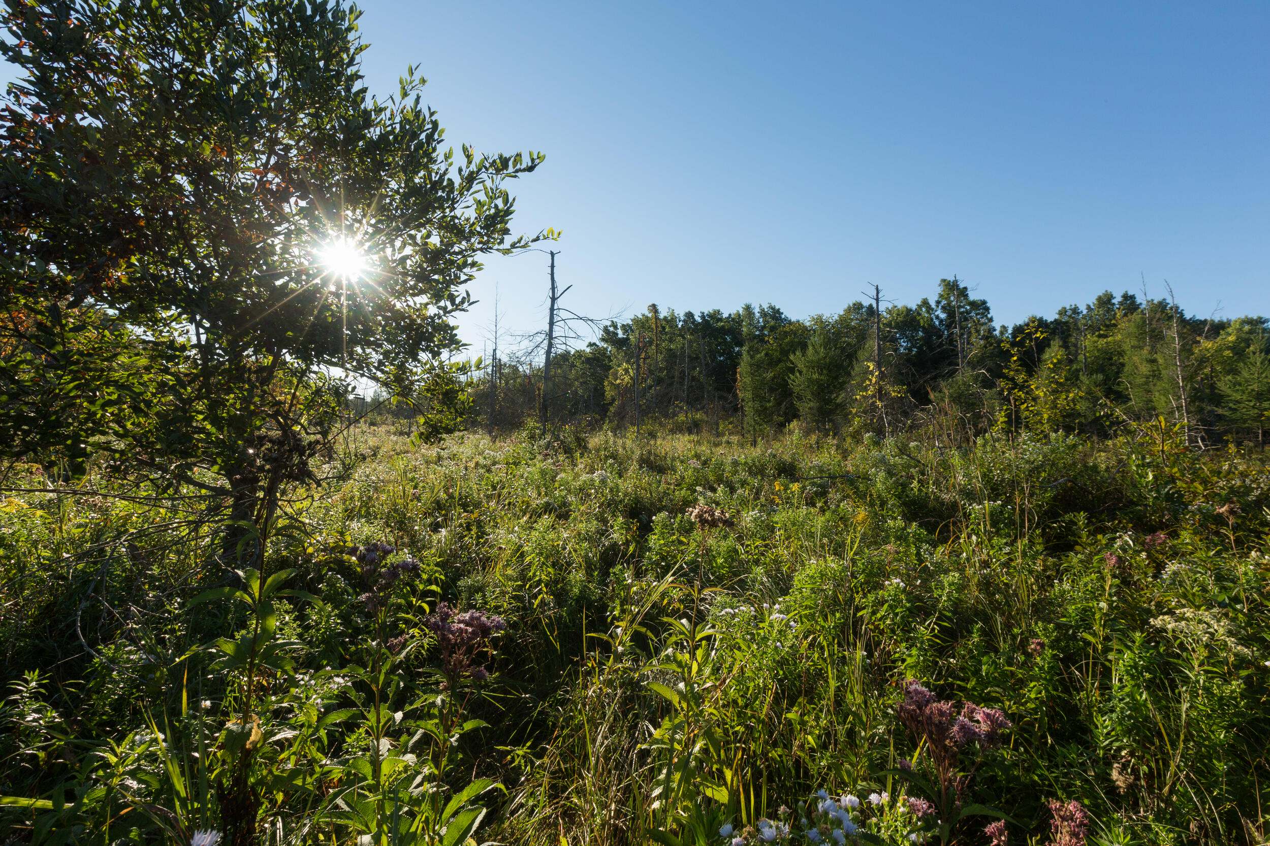 The sun shines through a tree at Grand River Fen Preserve in Michigan. The grasses and plants are about 2-3 feet tall. 