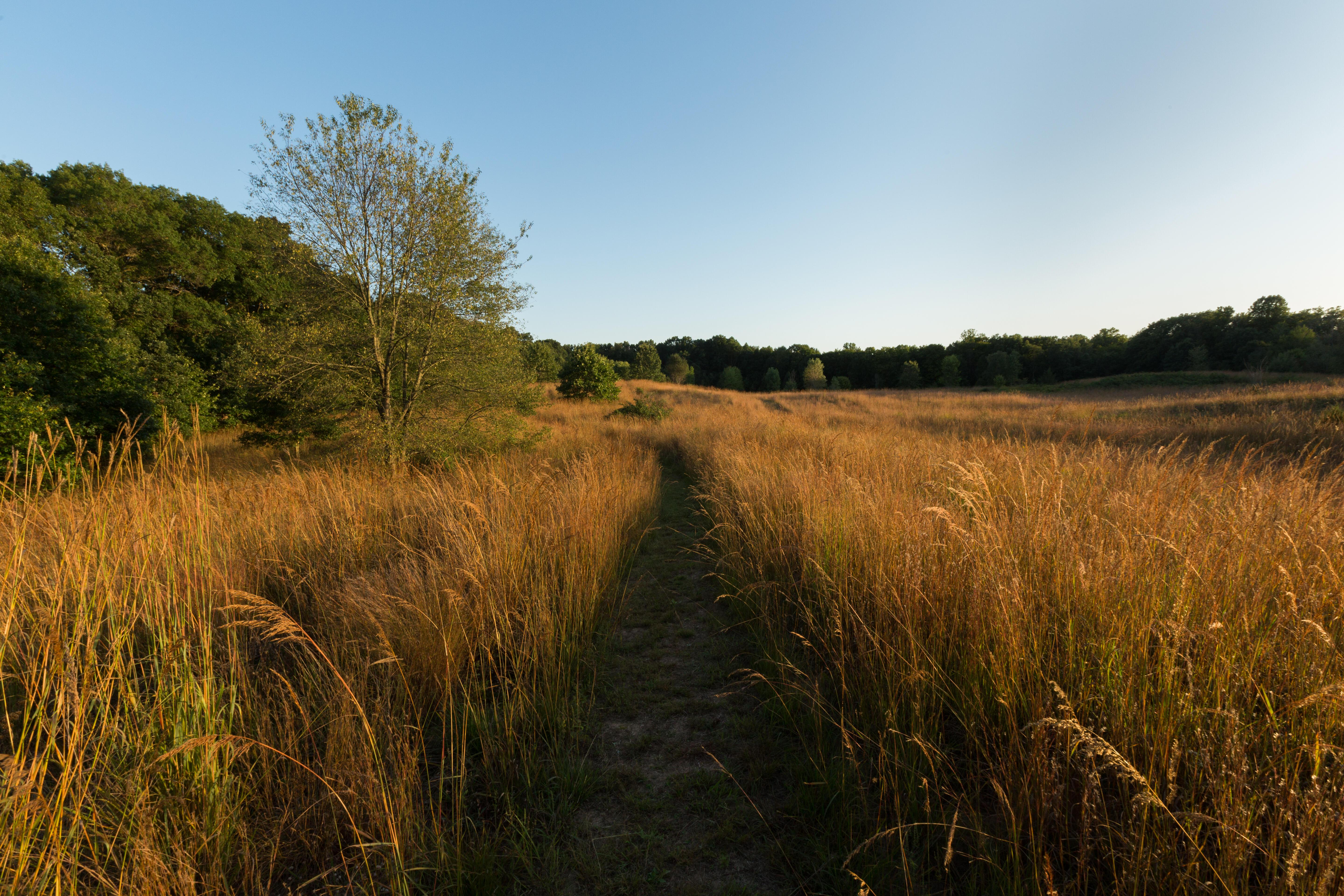 Ives Road Fen Preserve  The Nature Conservancy in Michigan