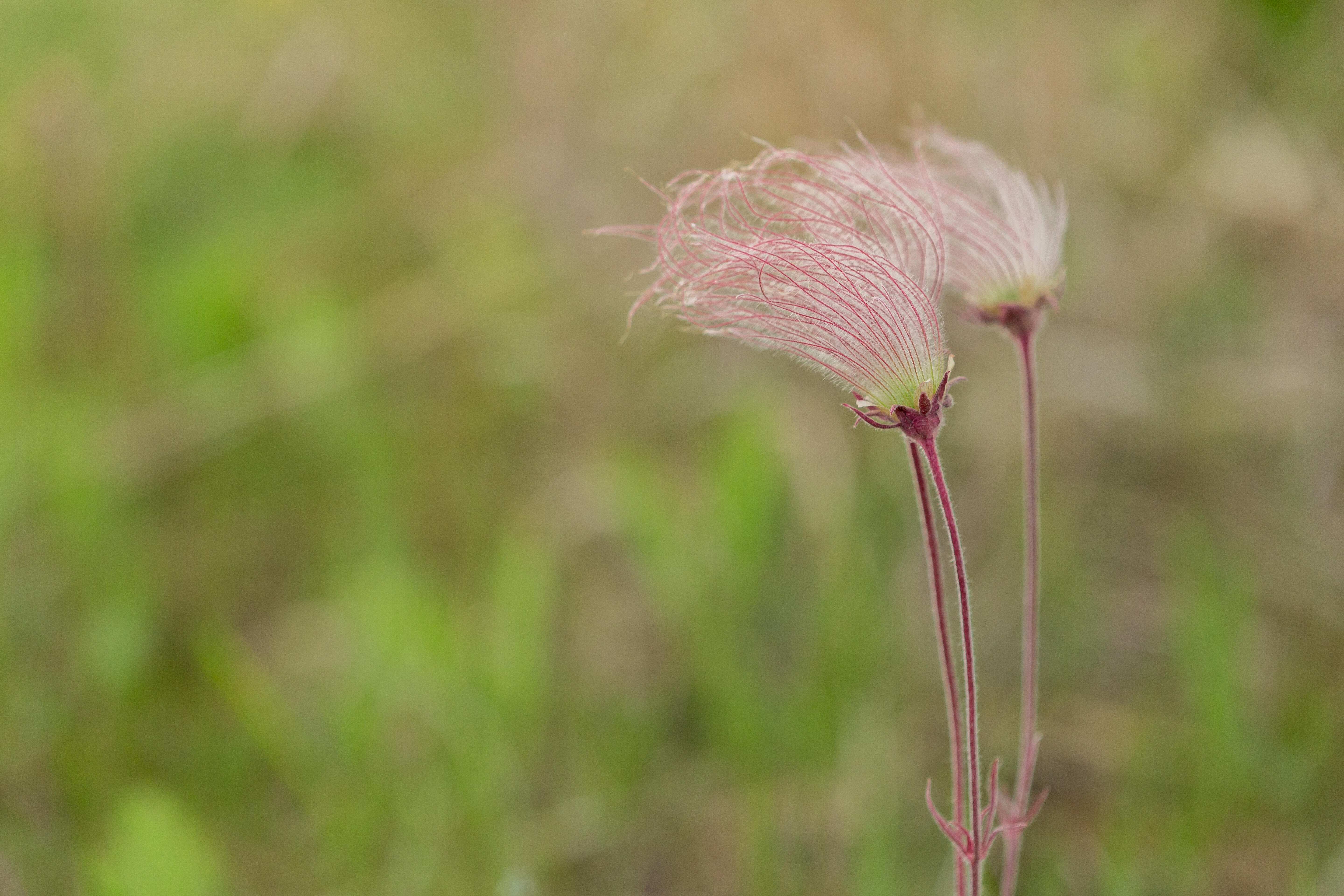 The wispy blooms of prairie smoke at Maxton Plains.