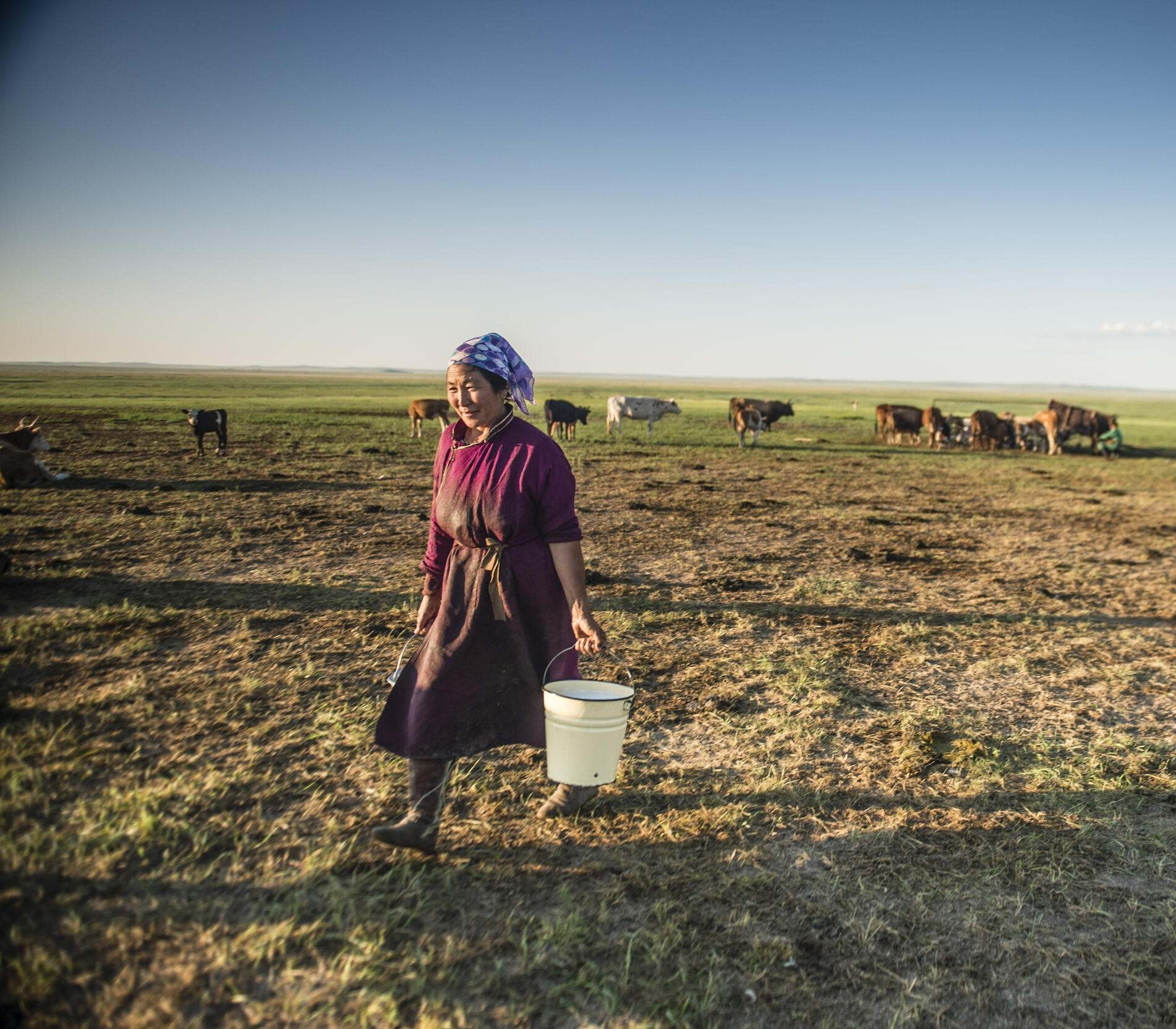 Woman carrying bucket on farmland with cows.