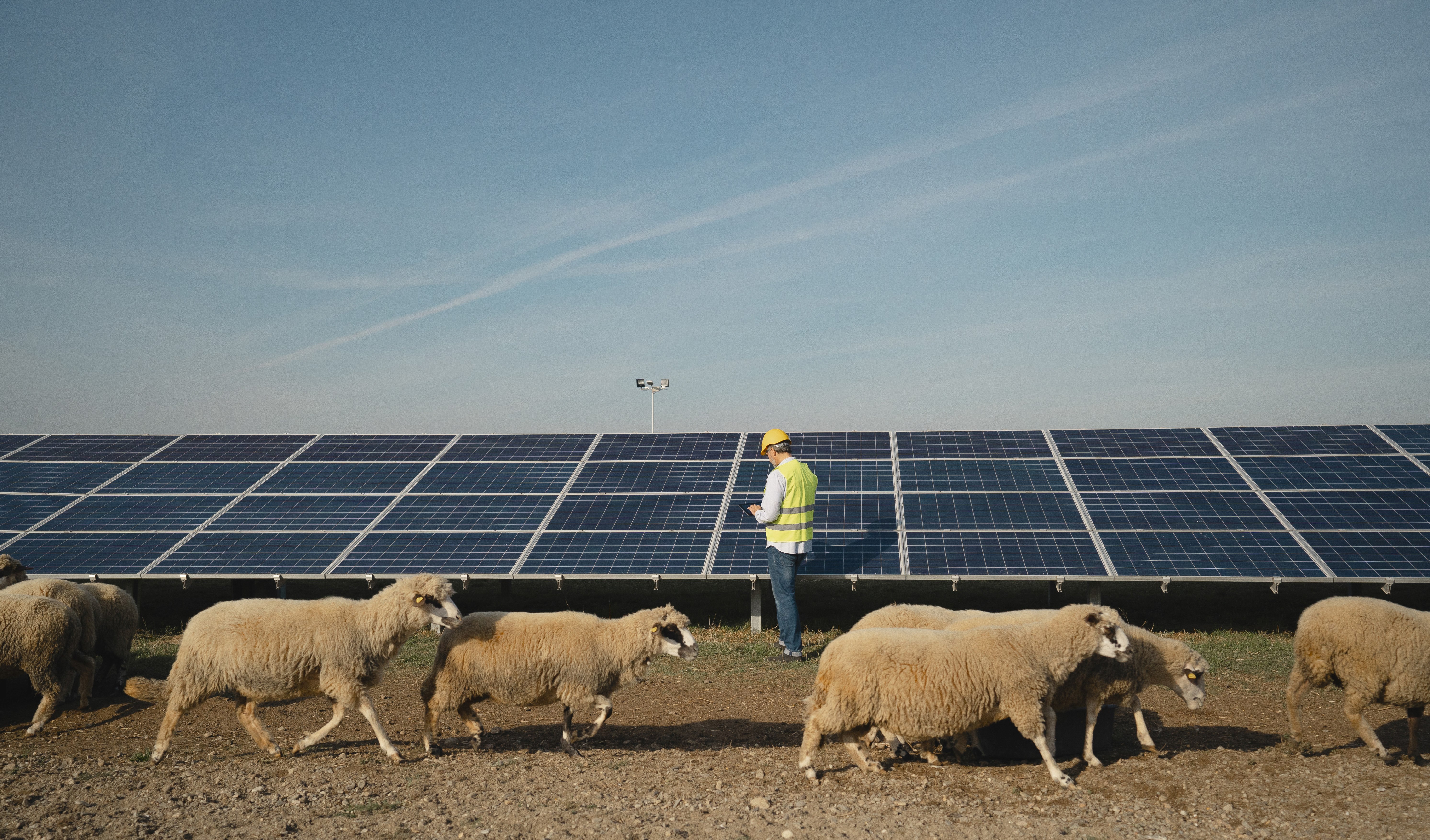 sheep and worker in front of solar panels