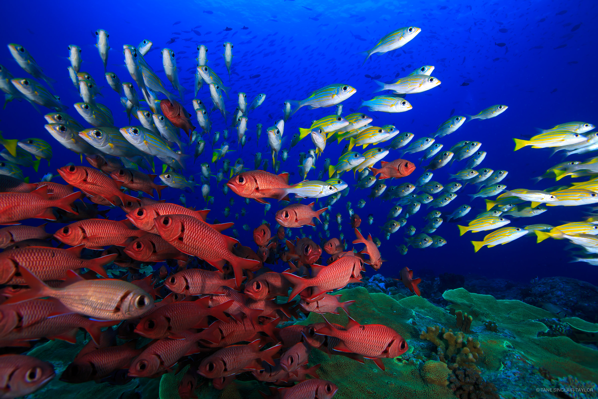 Peces de colores en un arrecife saludable con agua de mar azul brillante en el fondo.