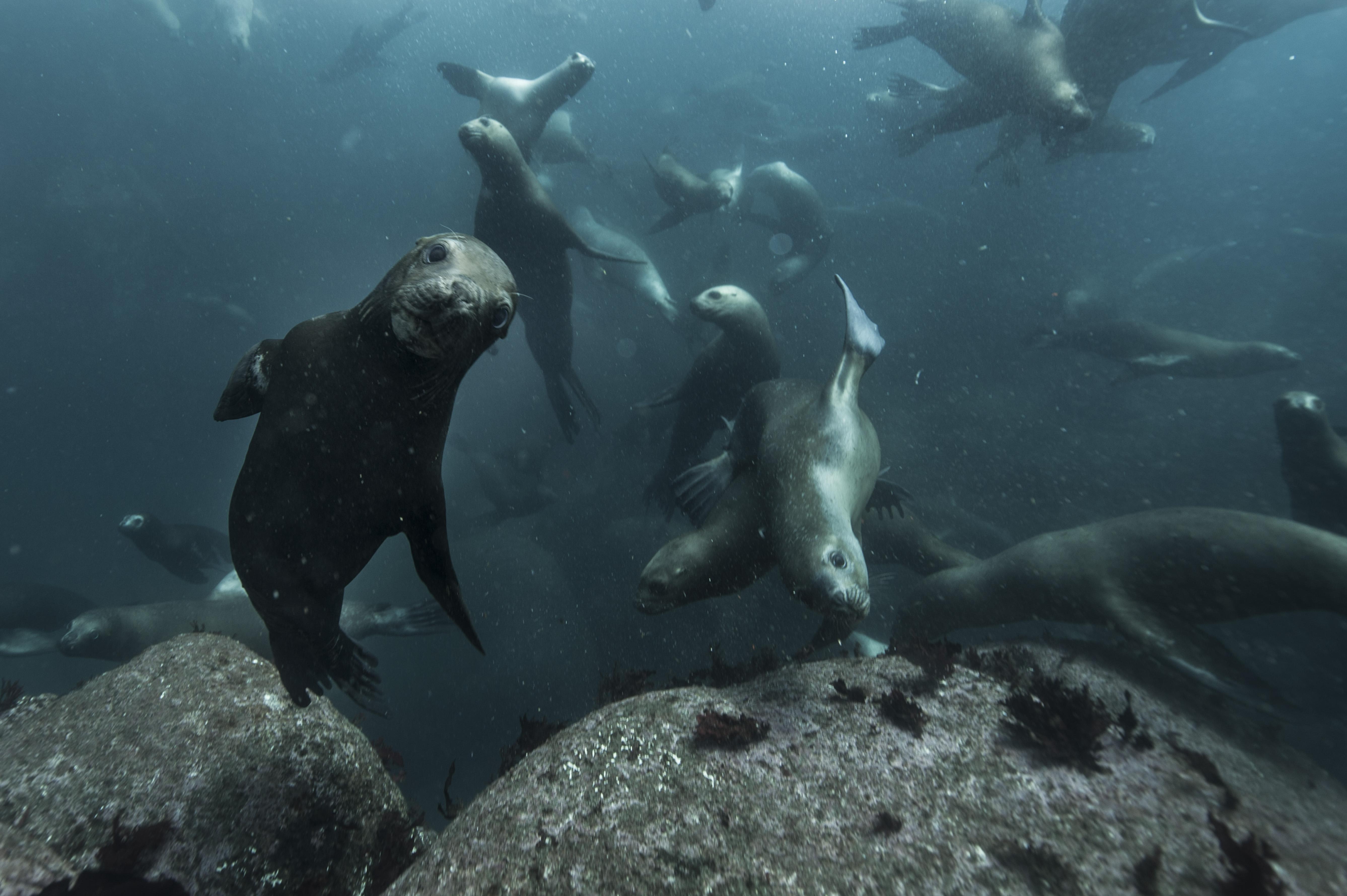 Un grupo de leones marinos juega bajo el agua frente a la costa de la Reserva Costera Valdiviana.