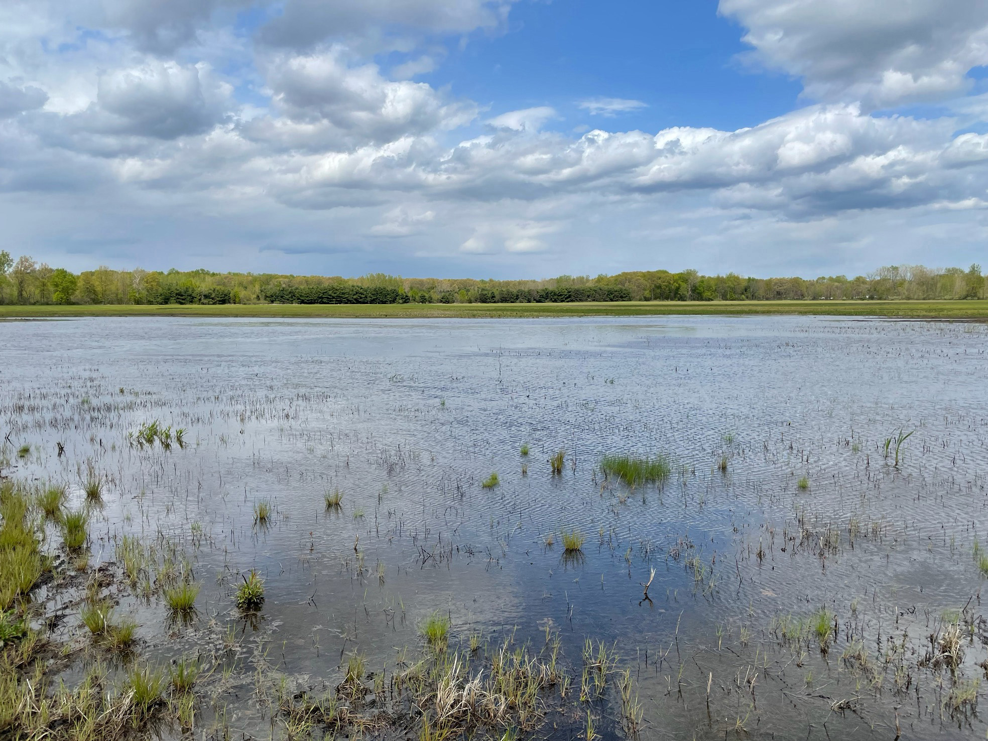 Sandhill crane wetland.