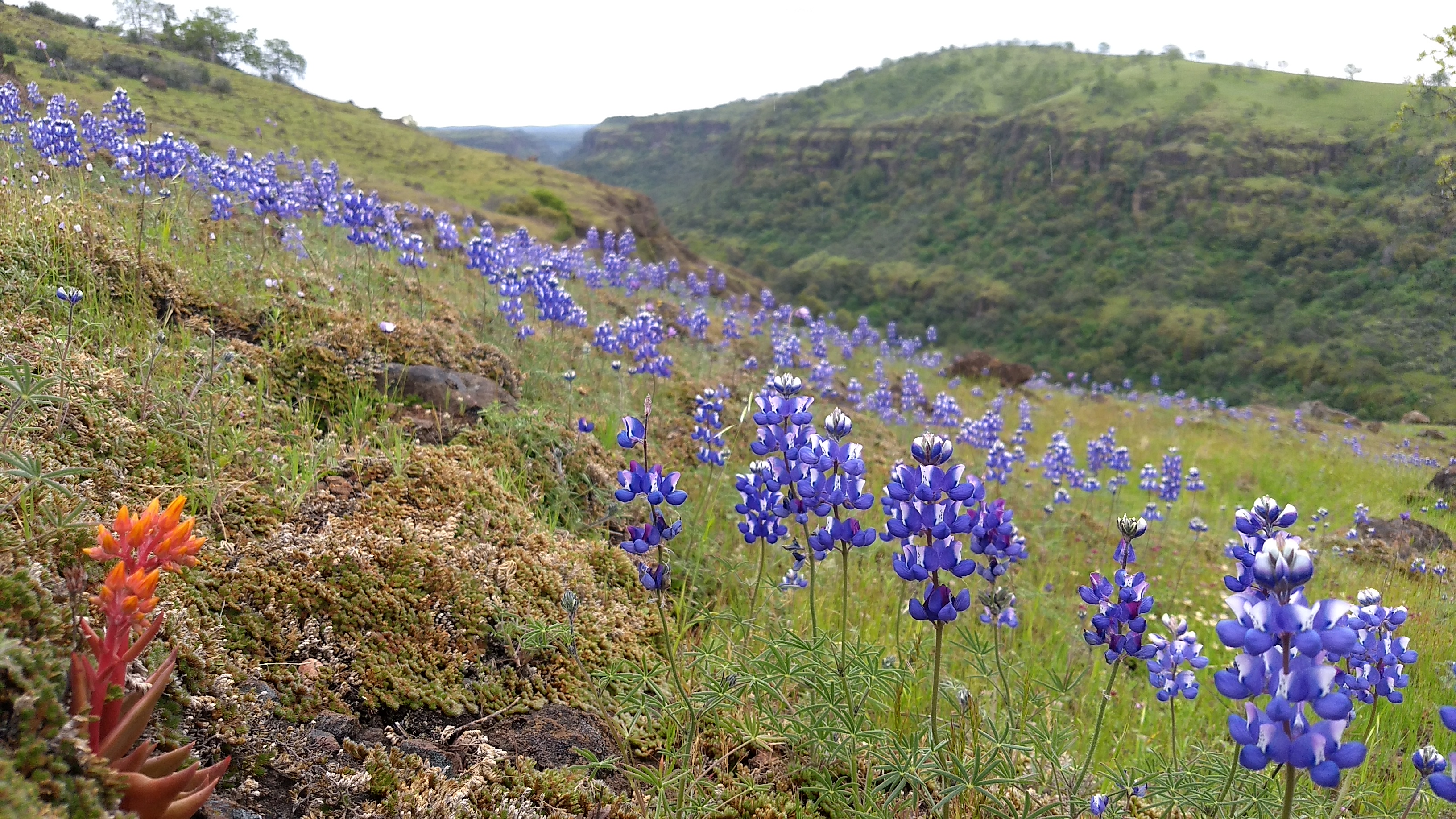 Purple flowers scattered on a grassy hillside.