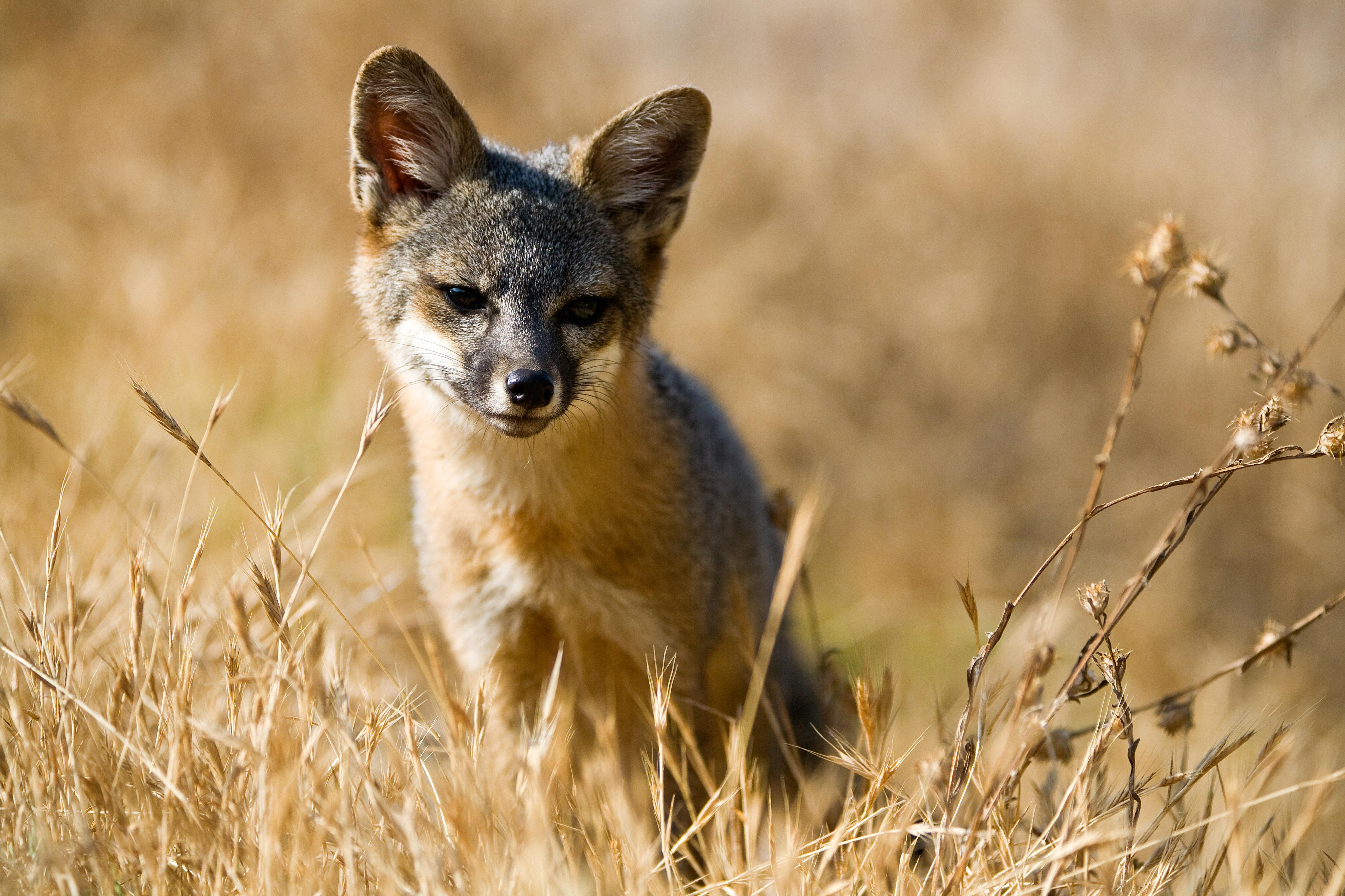 A Santa Cruz Island fox with tilted head