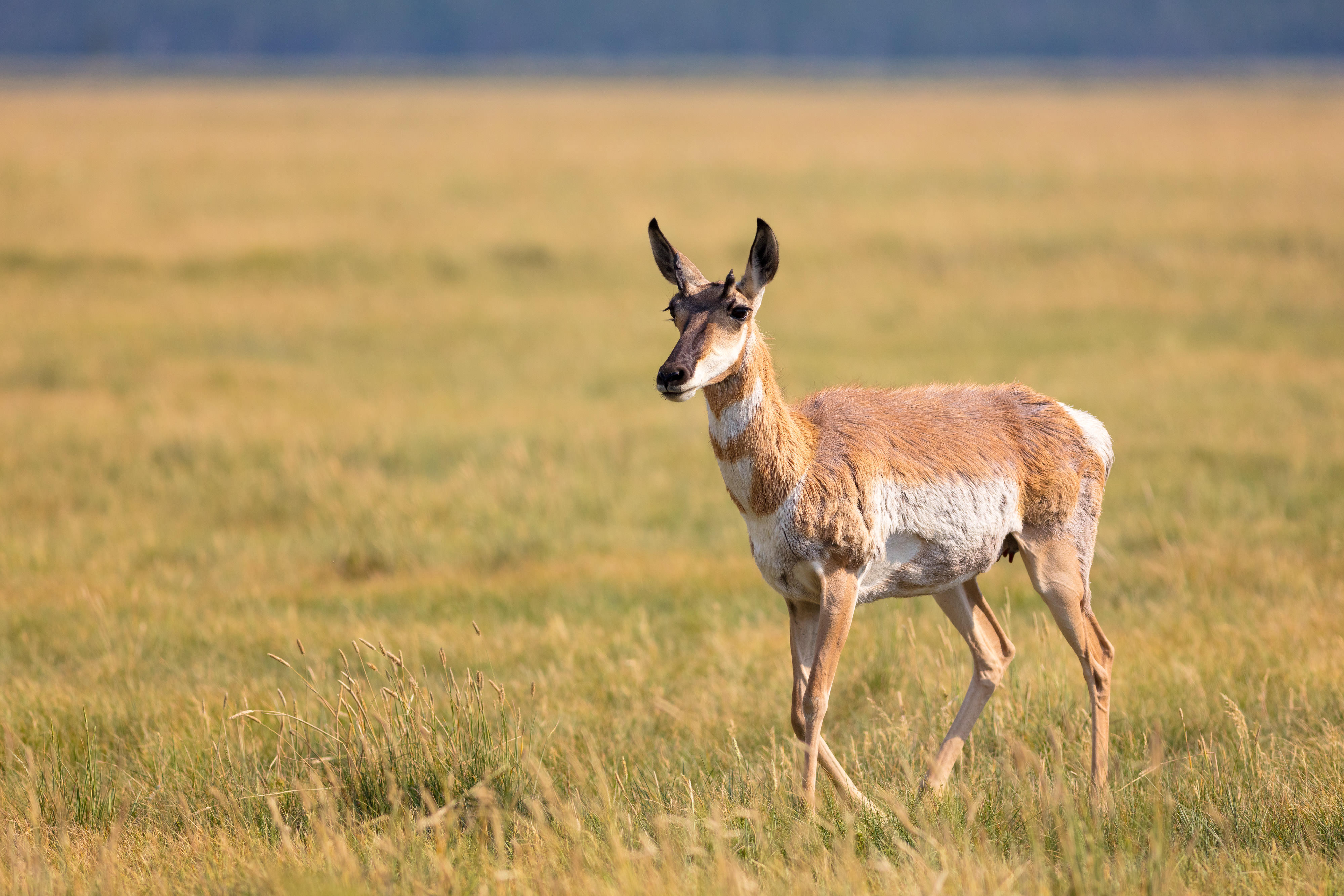 Female pronghorn with green field in the distance.