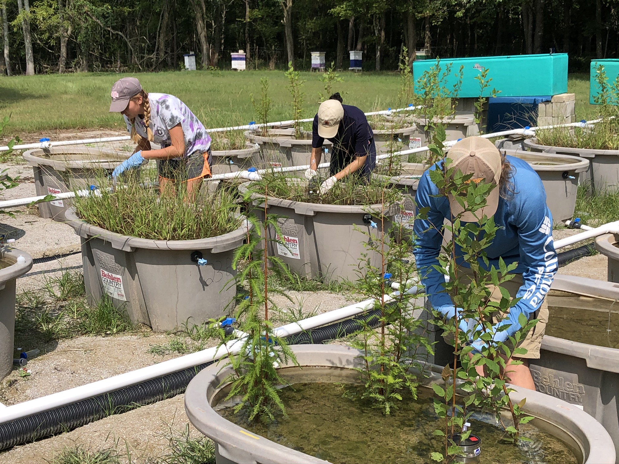 Three people planting in above-ground tubs.