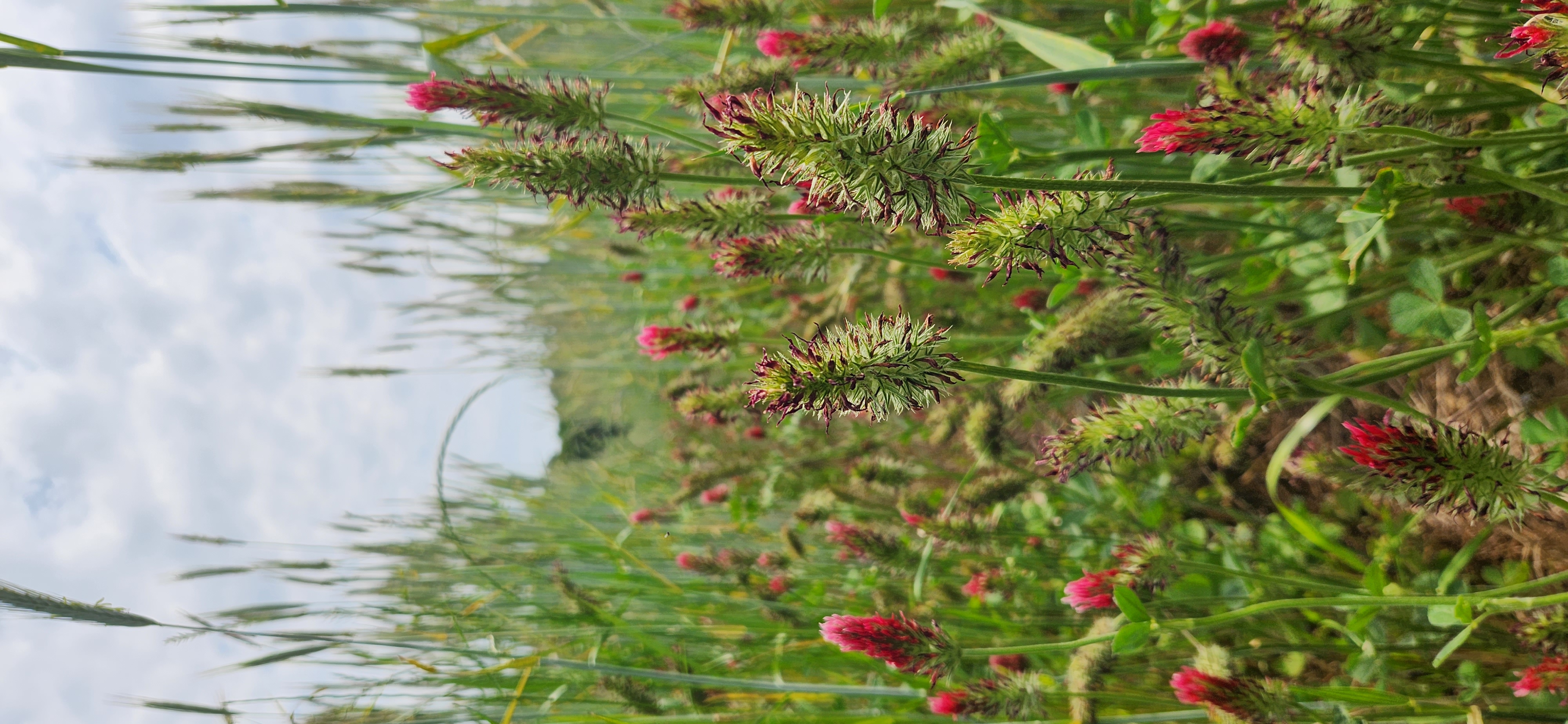 Spiky red wildflowers in a field.