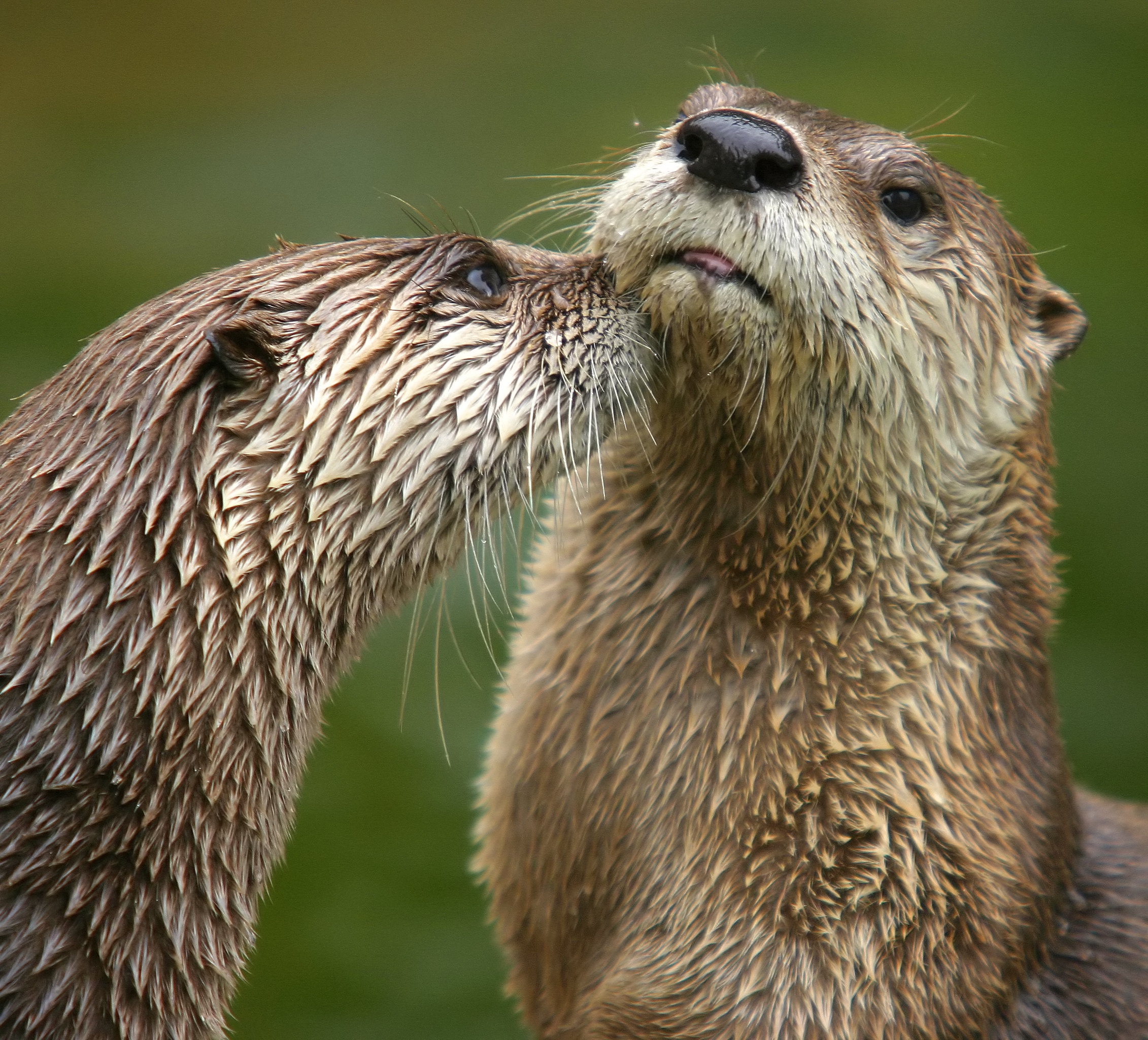 Closeup of two river otters nuzzling each other.