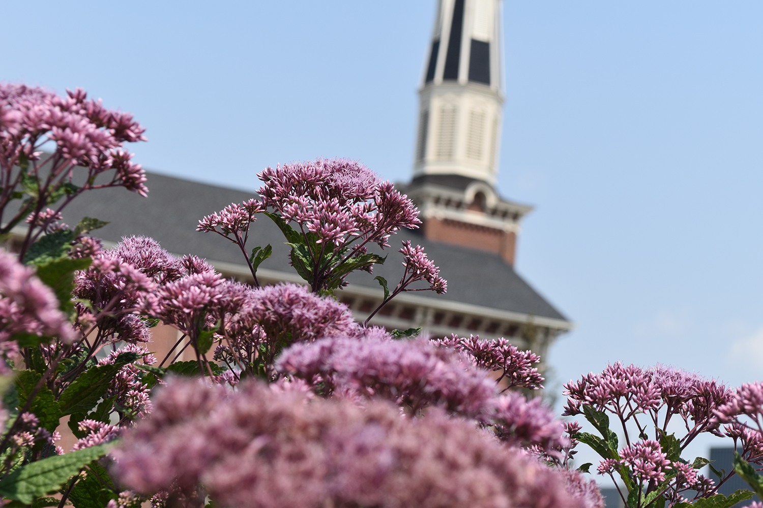 Flowers bloom in front of the Sacred Heart steeple. 