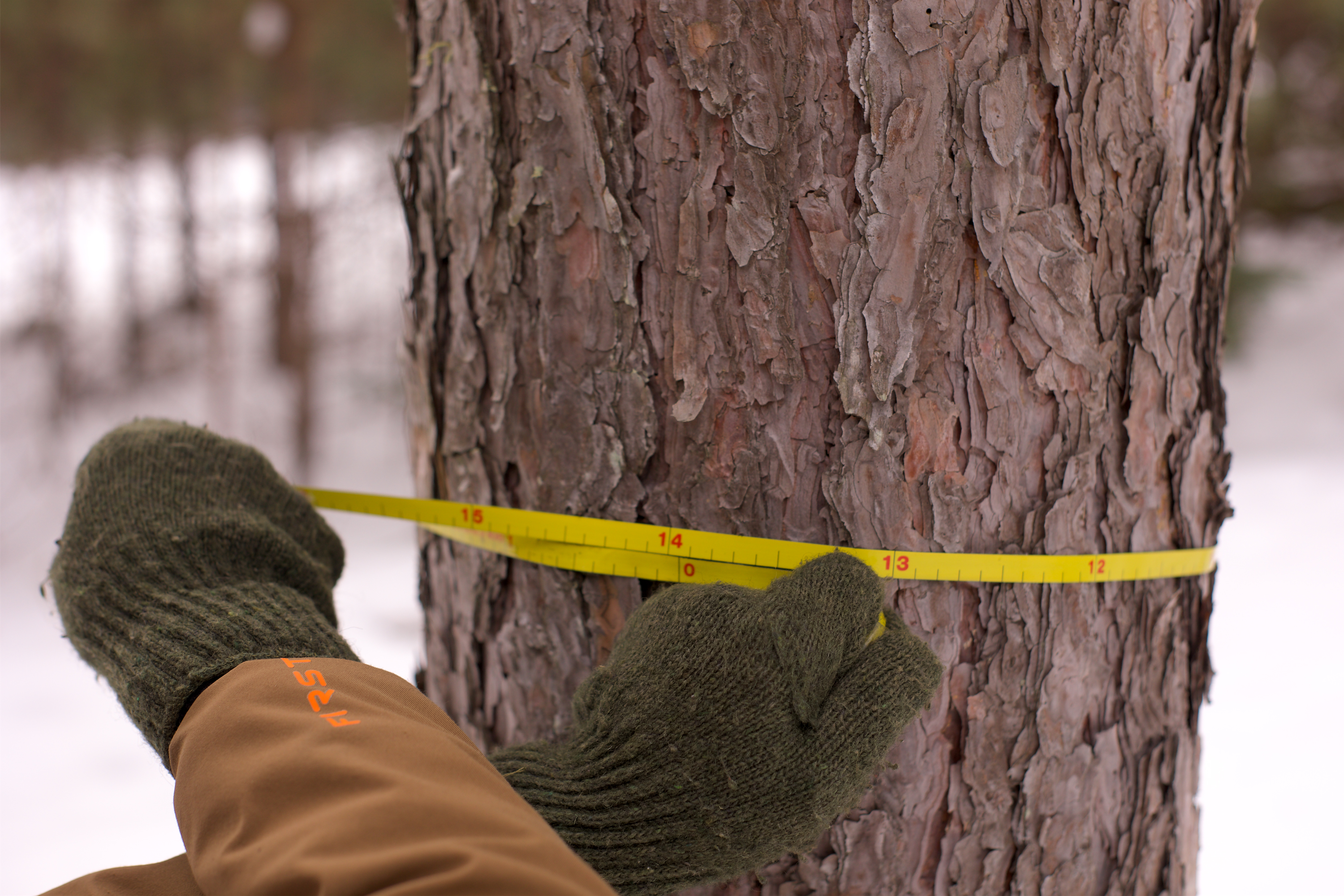 Two gloved hands measuring the circumference of a tree.