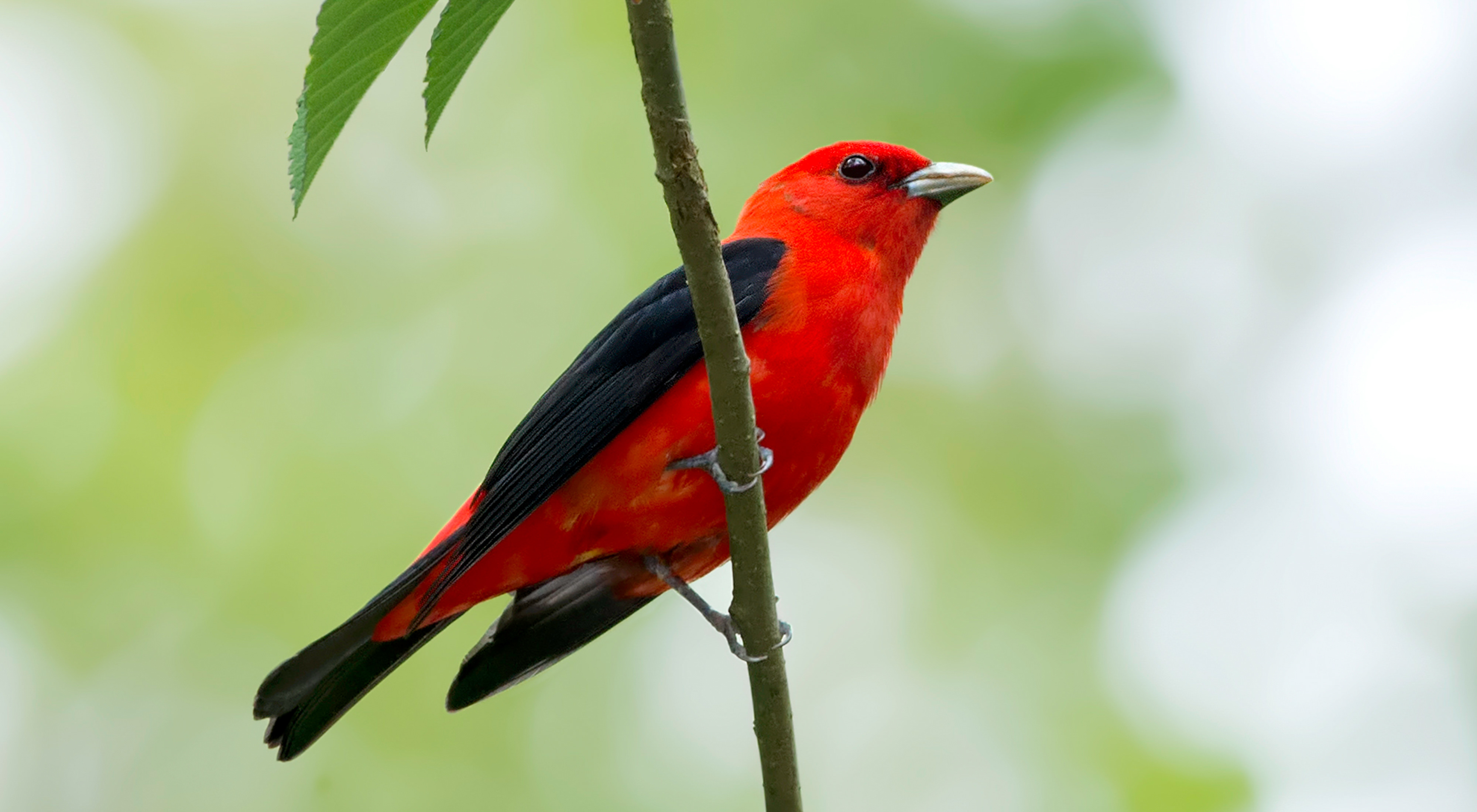 A bright red bird with black wings perches on a branch.