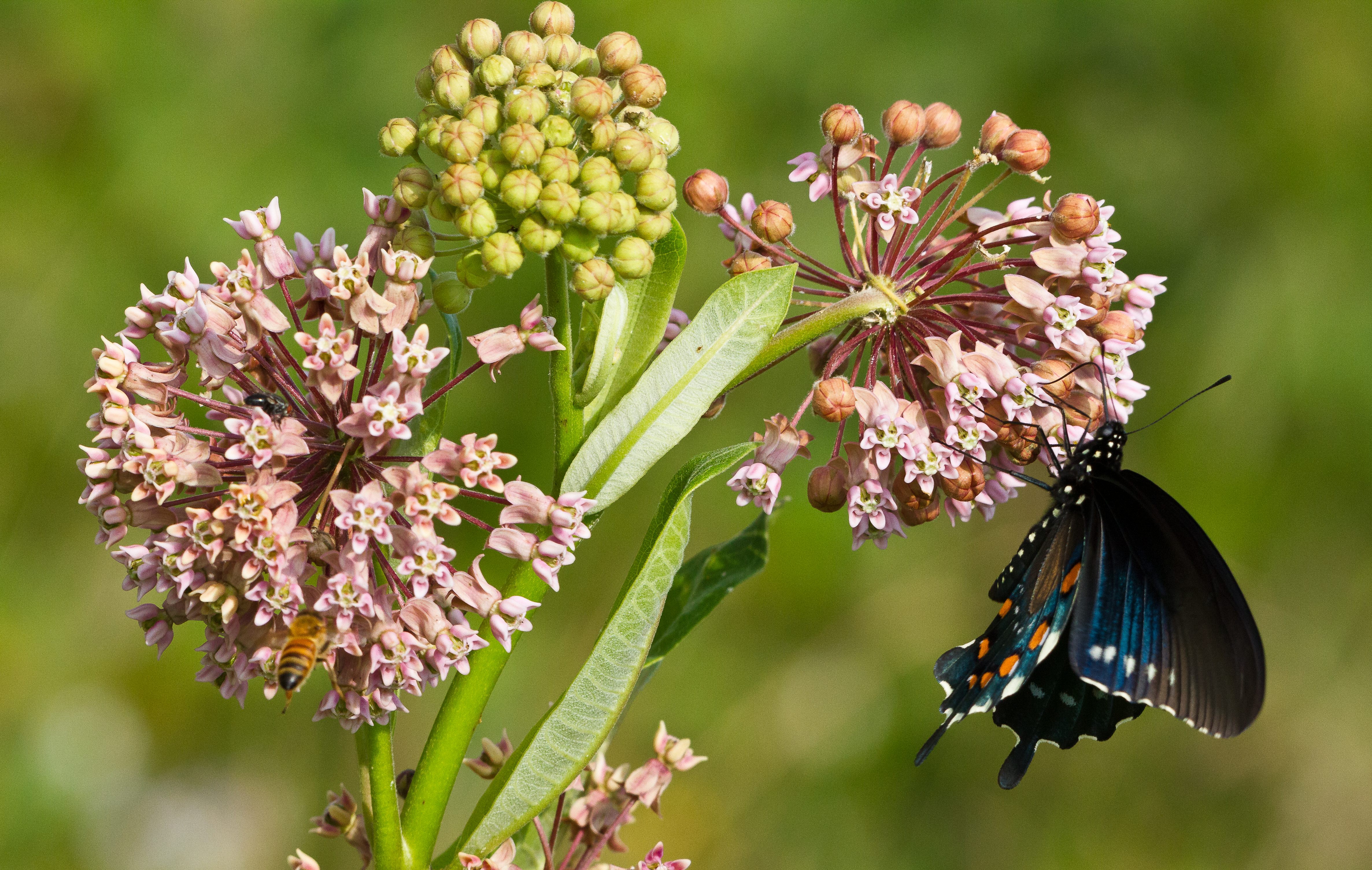 A colorful butterfly visits a puffy, pink flower.