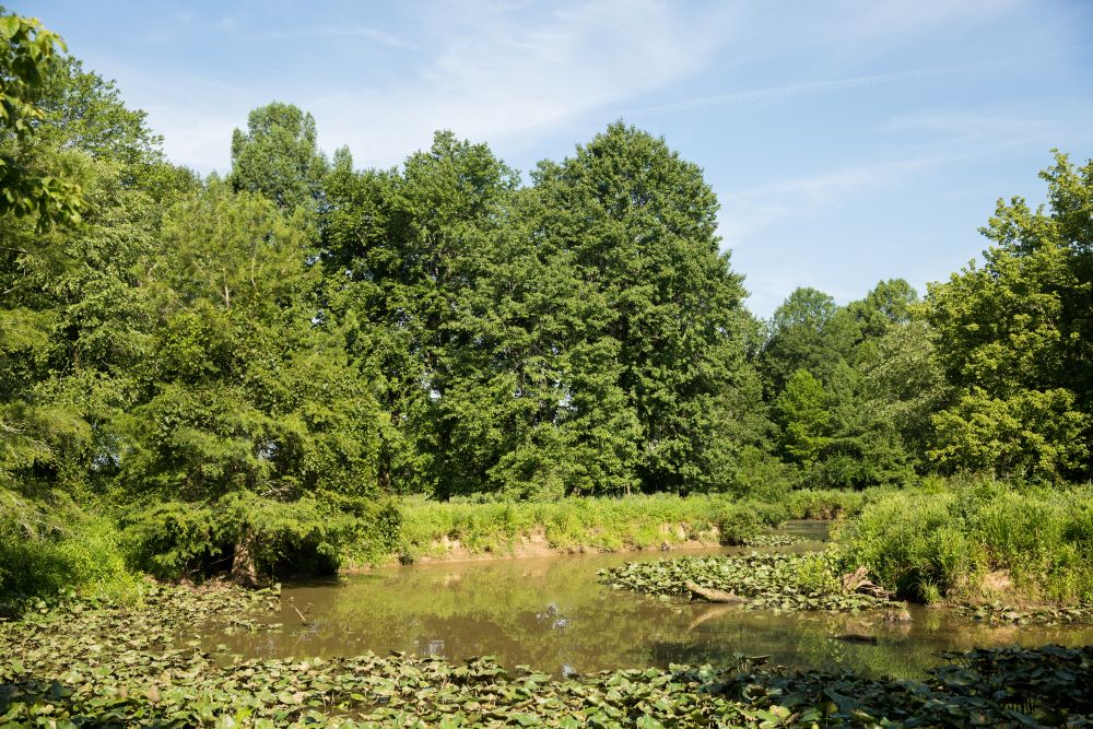 A green wetland area with trees and a blue sky.