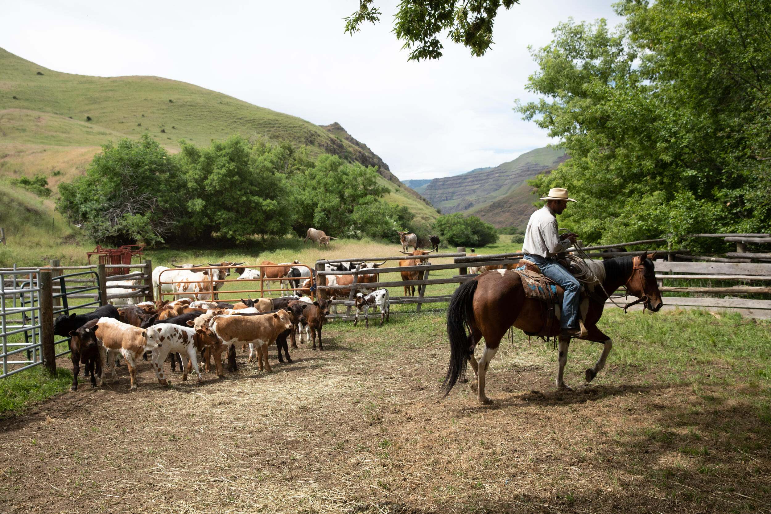 A rancher works on horeseback among his cattle.