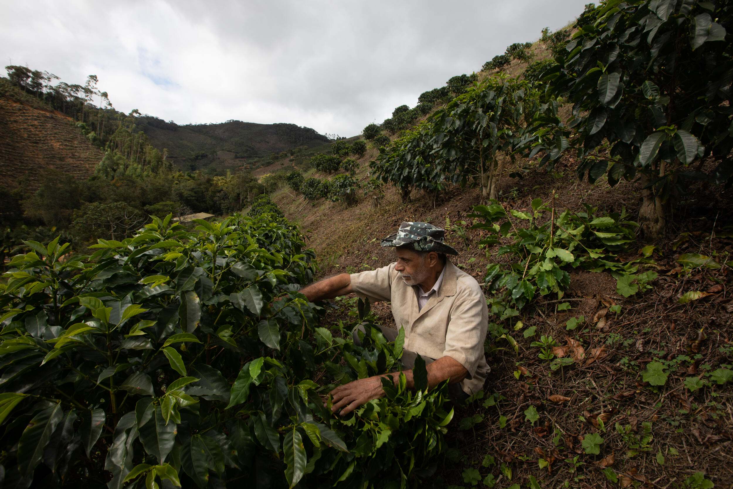 Farmer tends to coffee plants.