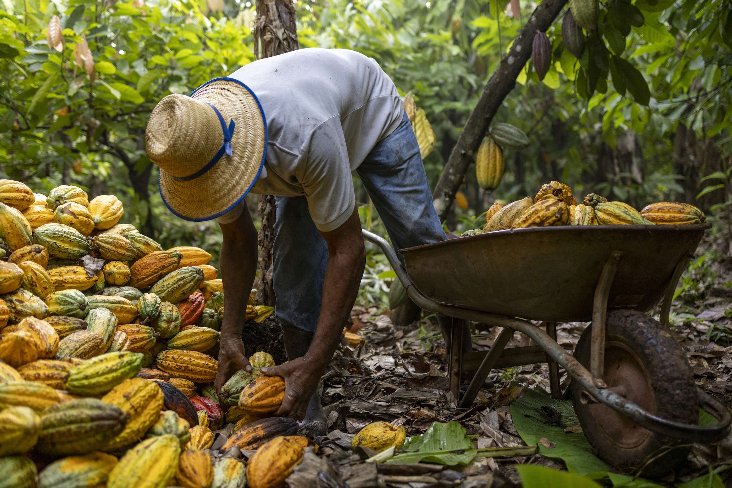 A crouching man moves green and yellow cacao beans from a pile to a wheelbarrow under a forest canopy