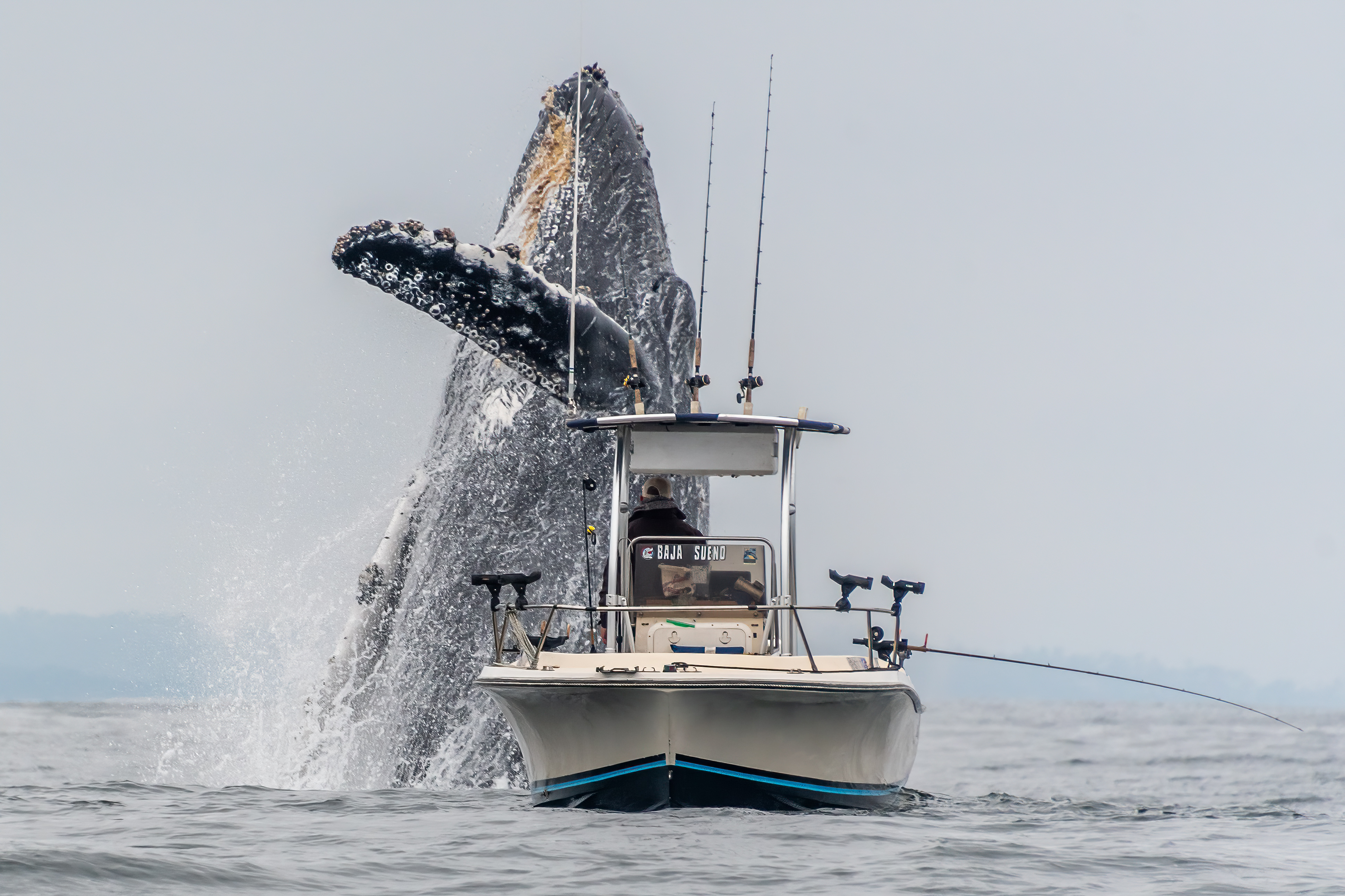 A whale breaches extremely close to a fishing boat in Monterey Bay.