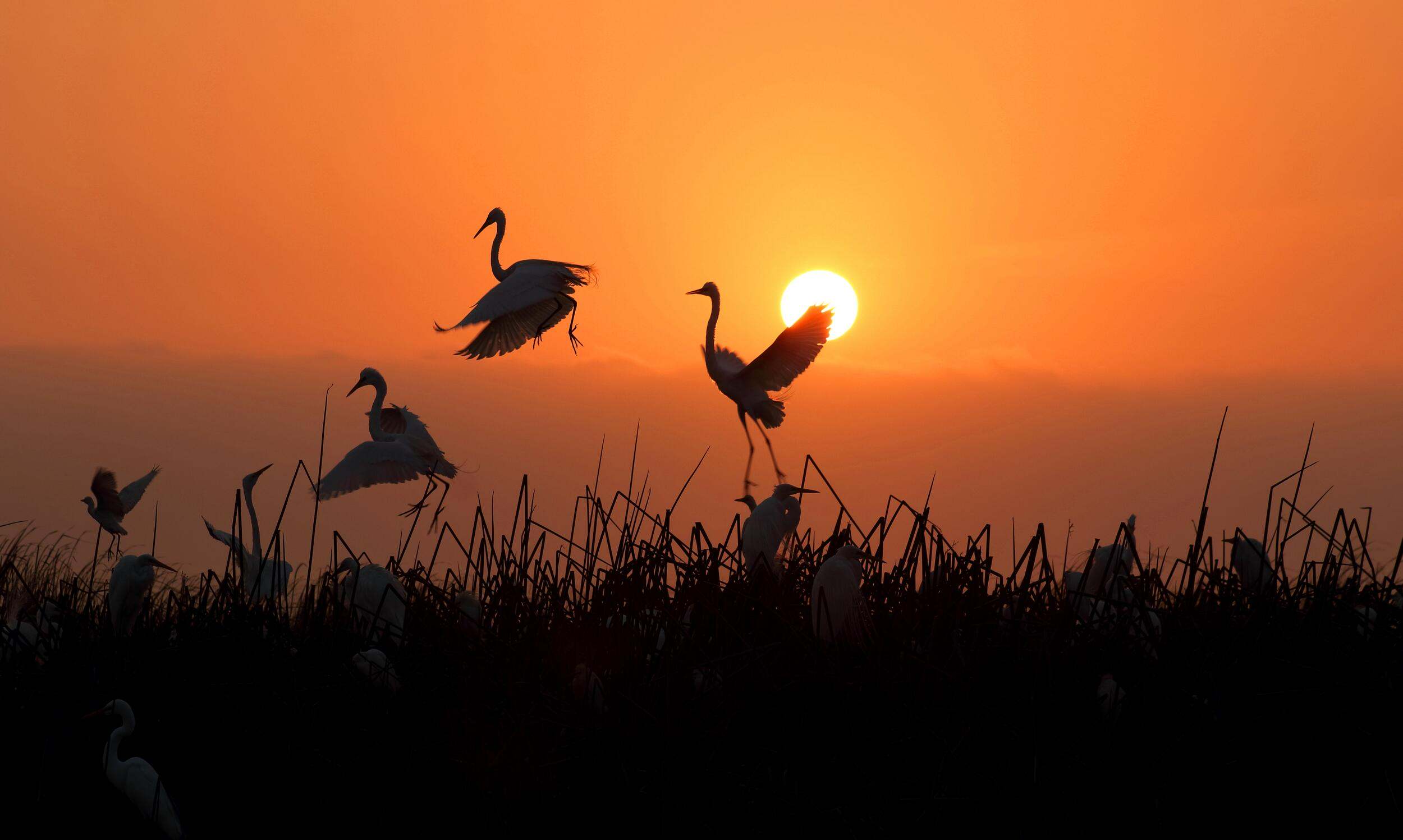 herons dancing at sunset
