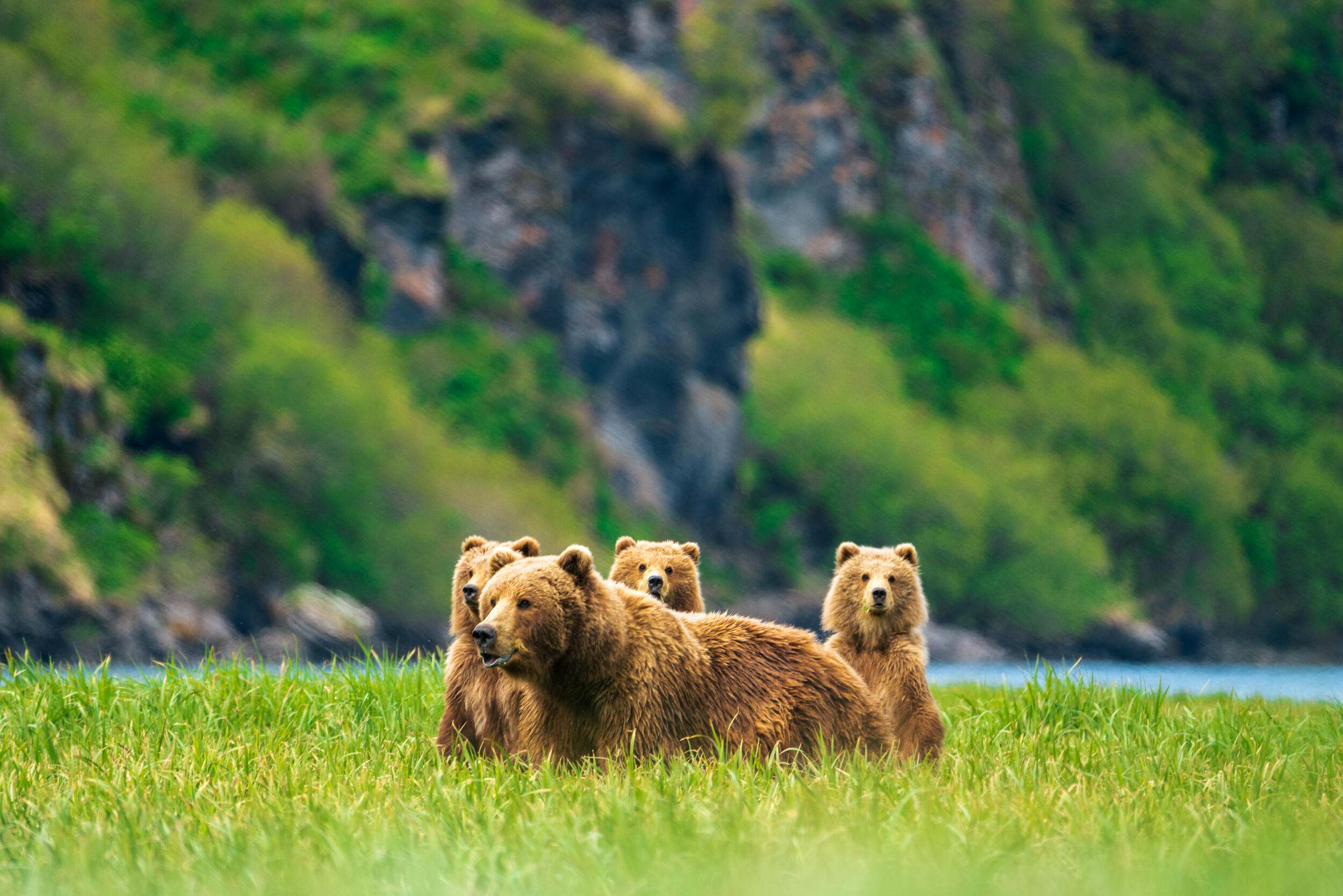 A family of brown bears sit in a grass field.