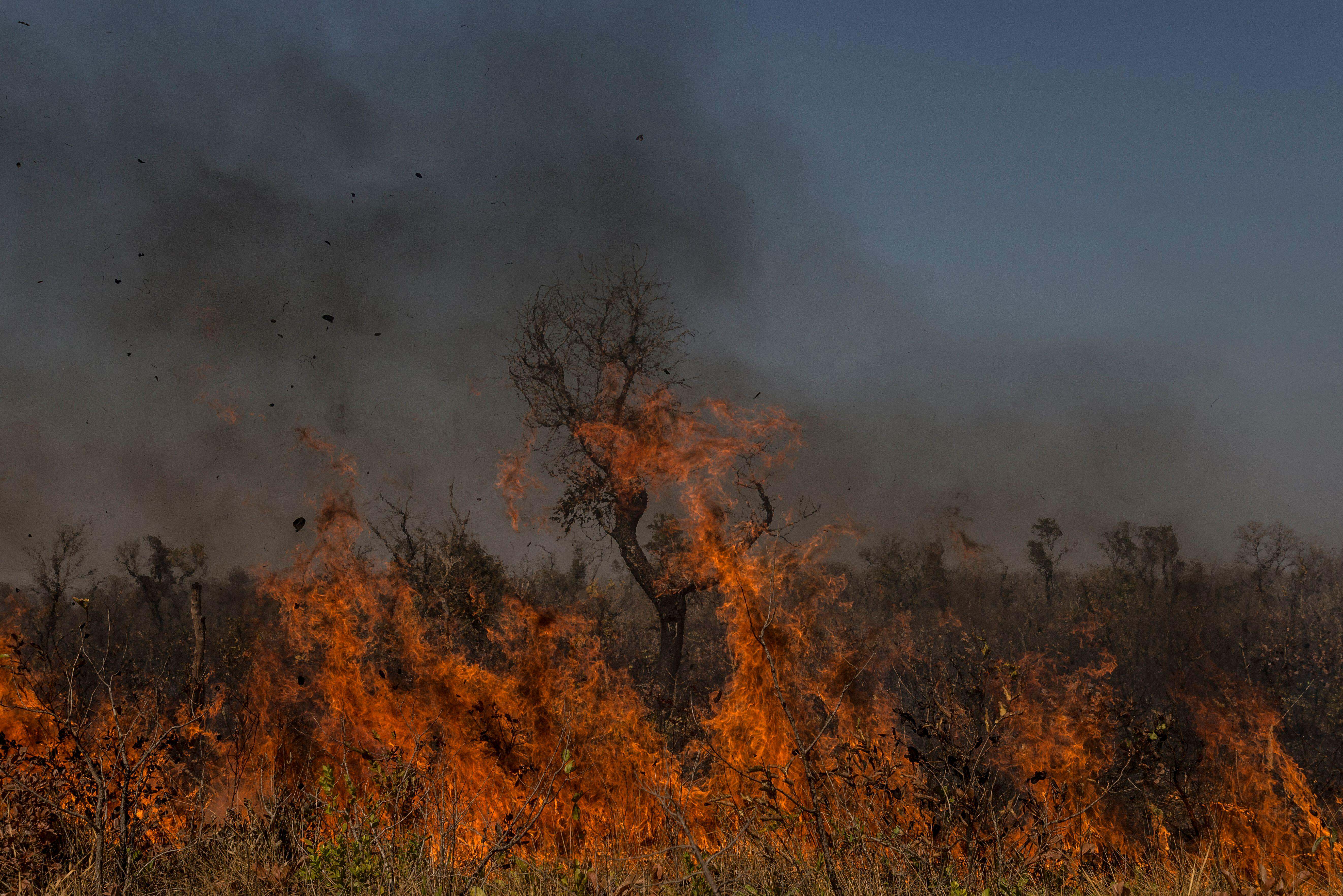 flames reach the top of trees and shrubs in a dry forest.