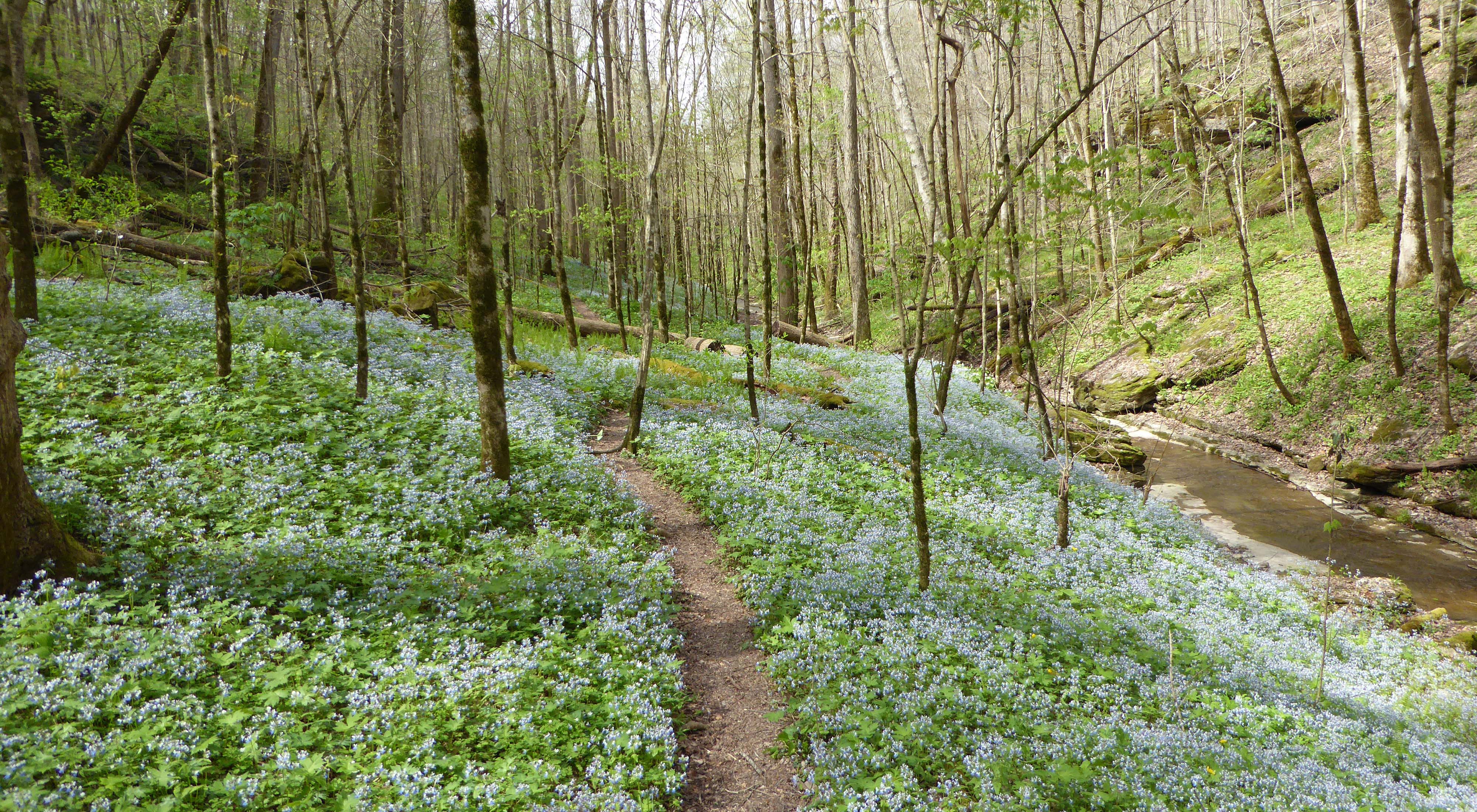 Taylor Hollow 