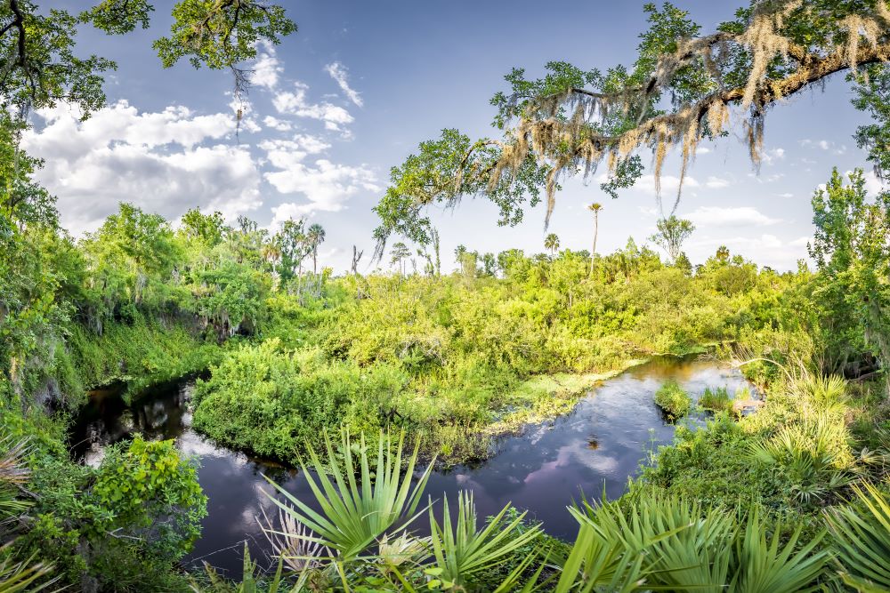 Green trees and vegetation surround a still creek with a blue sky in the background.