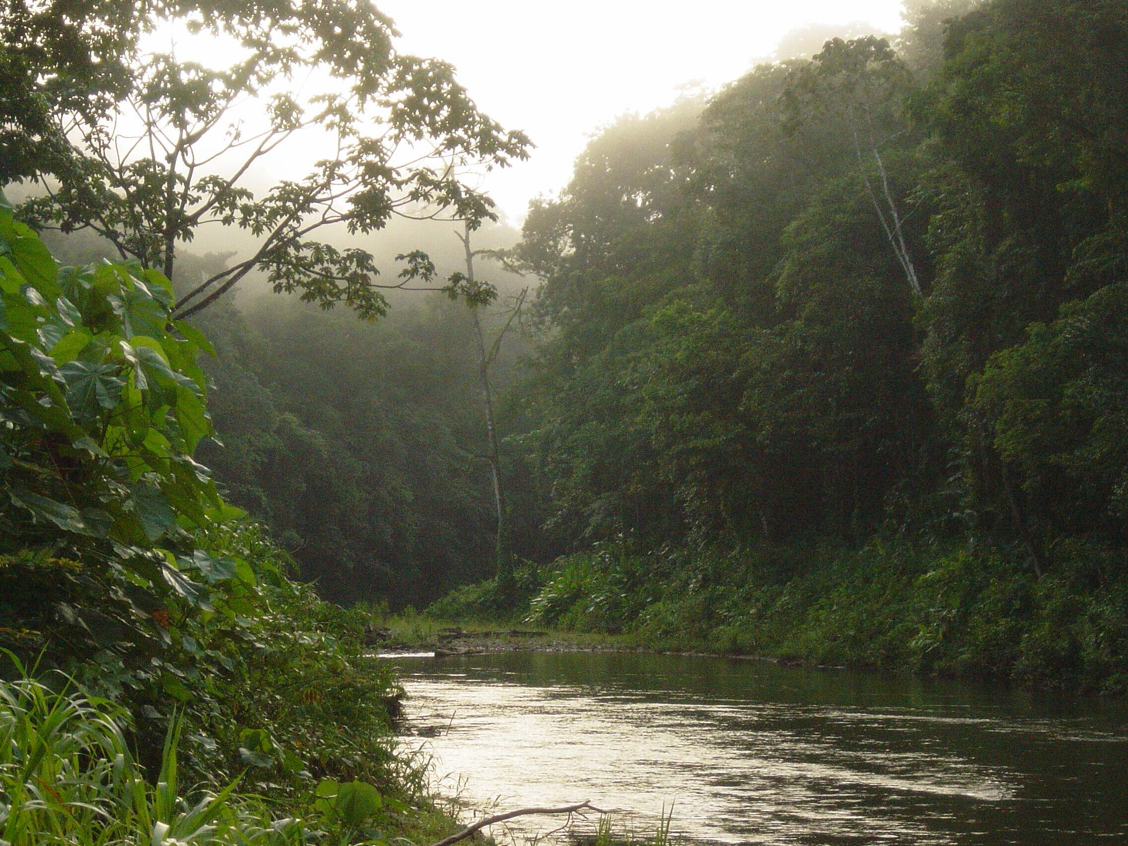 Image of tropical rainforest. 