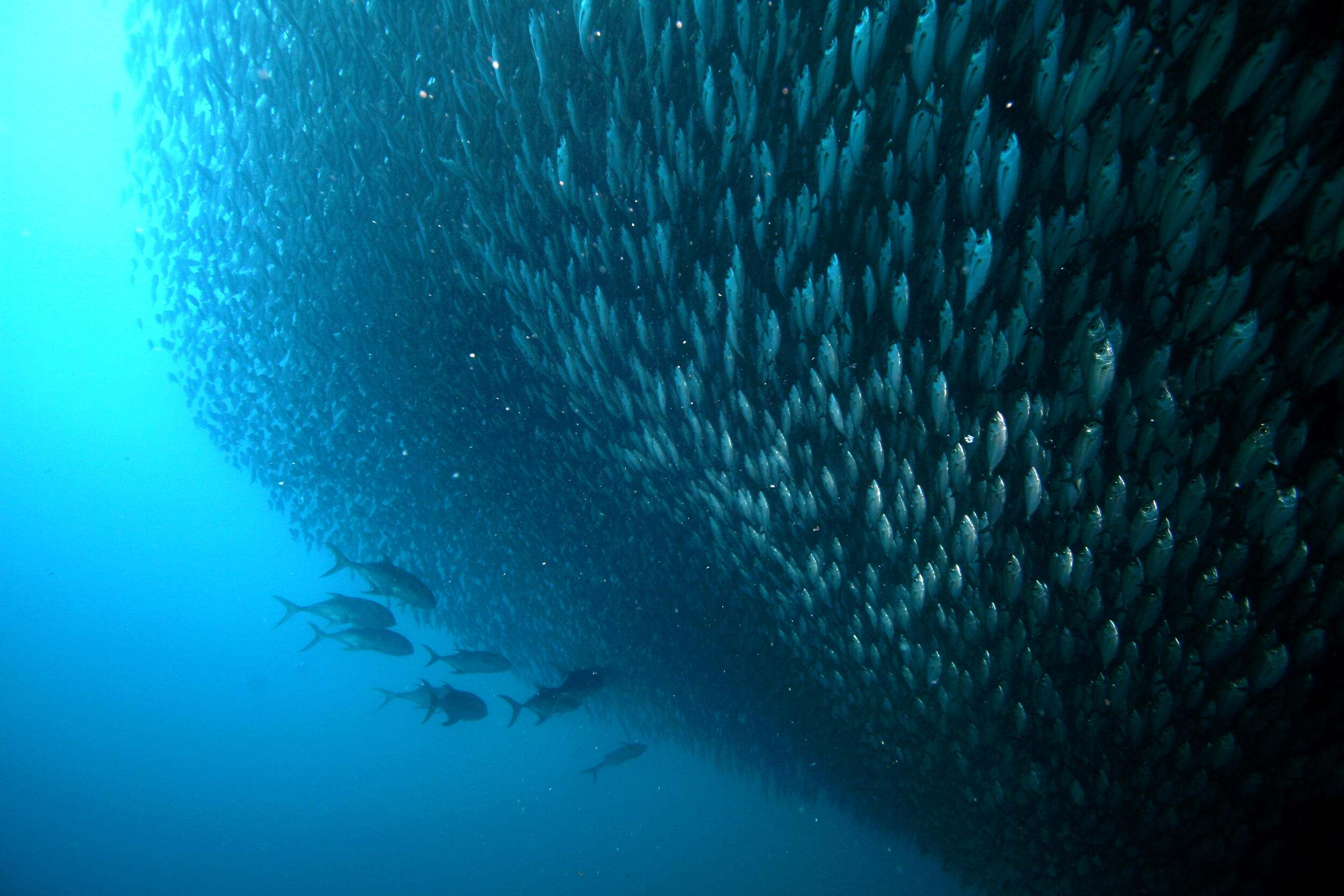 under fish