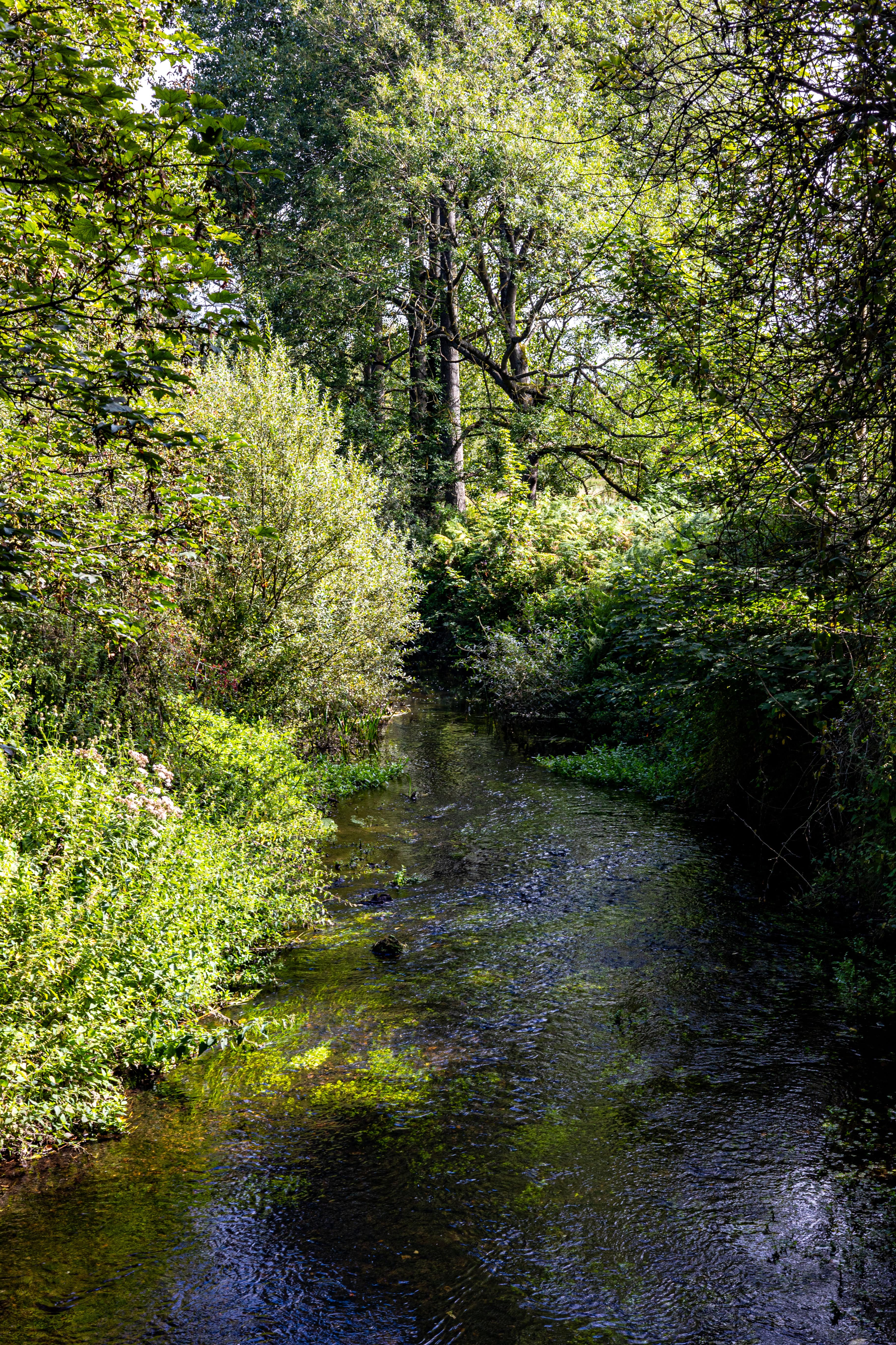 A stream winds through a dense forest.