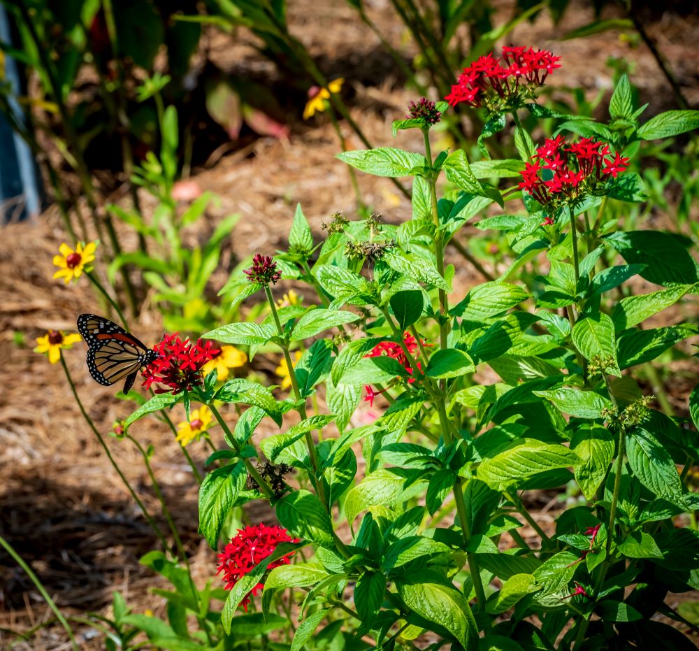 A butterfly pollinates a red flower in a garden.