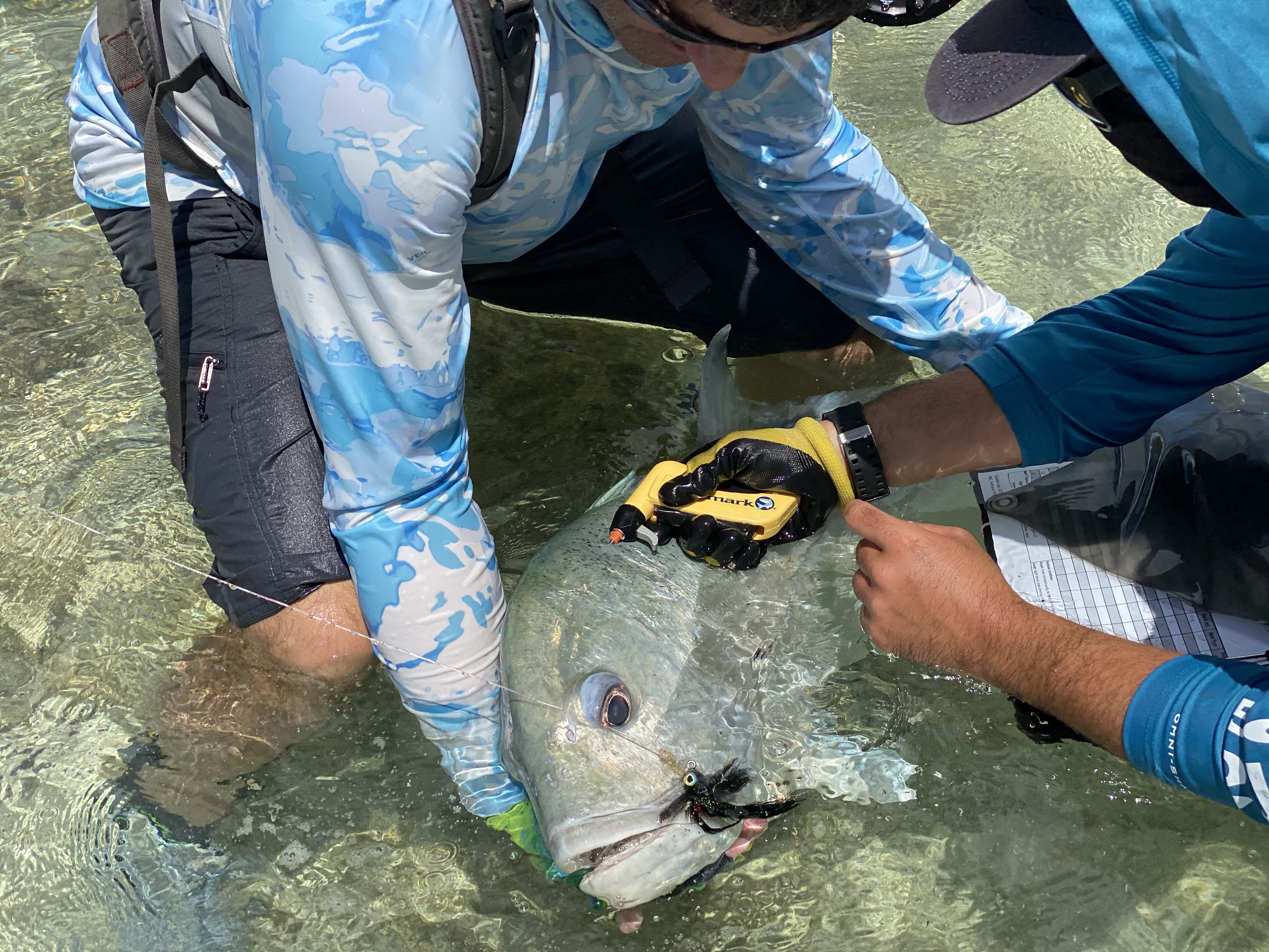 Two people measure a large fish in the water. 