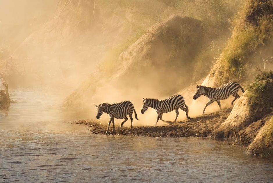 Zebras in Africa